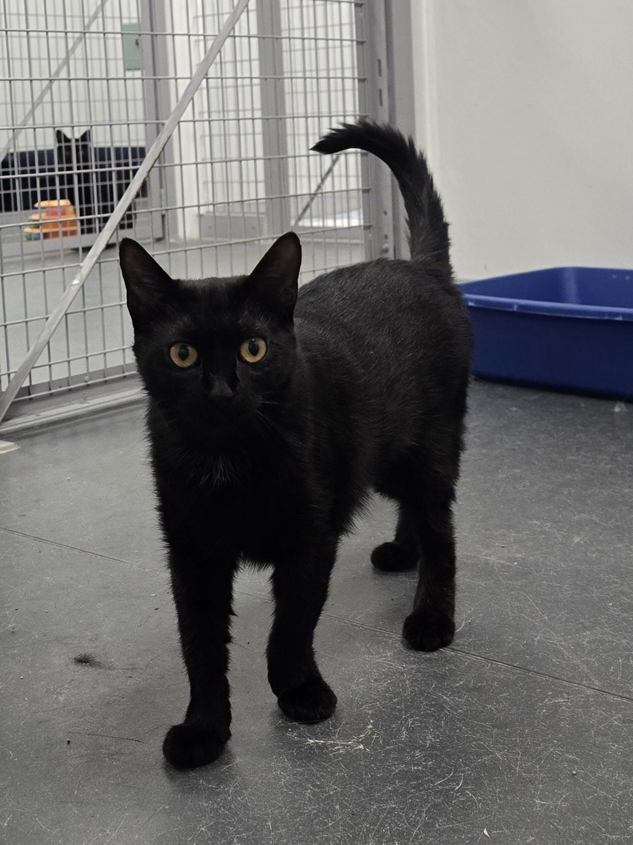 Enlarge Tink, a Adoptable Domestic Short Hair in Williamsport, PA image 2/2