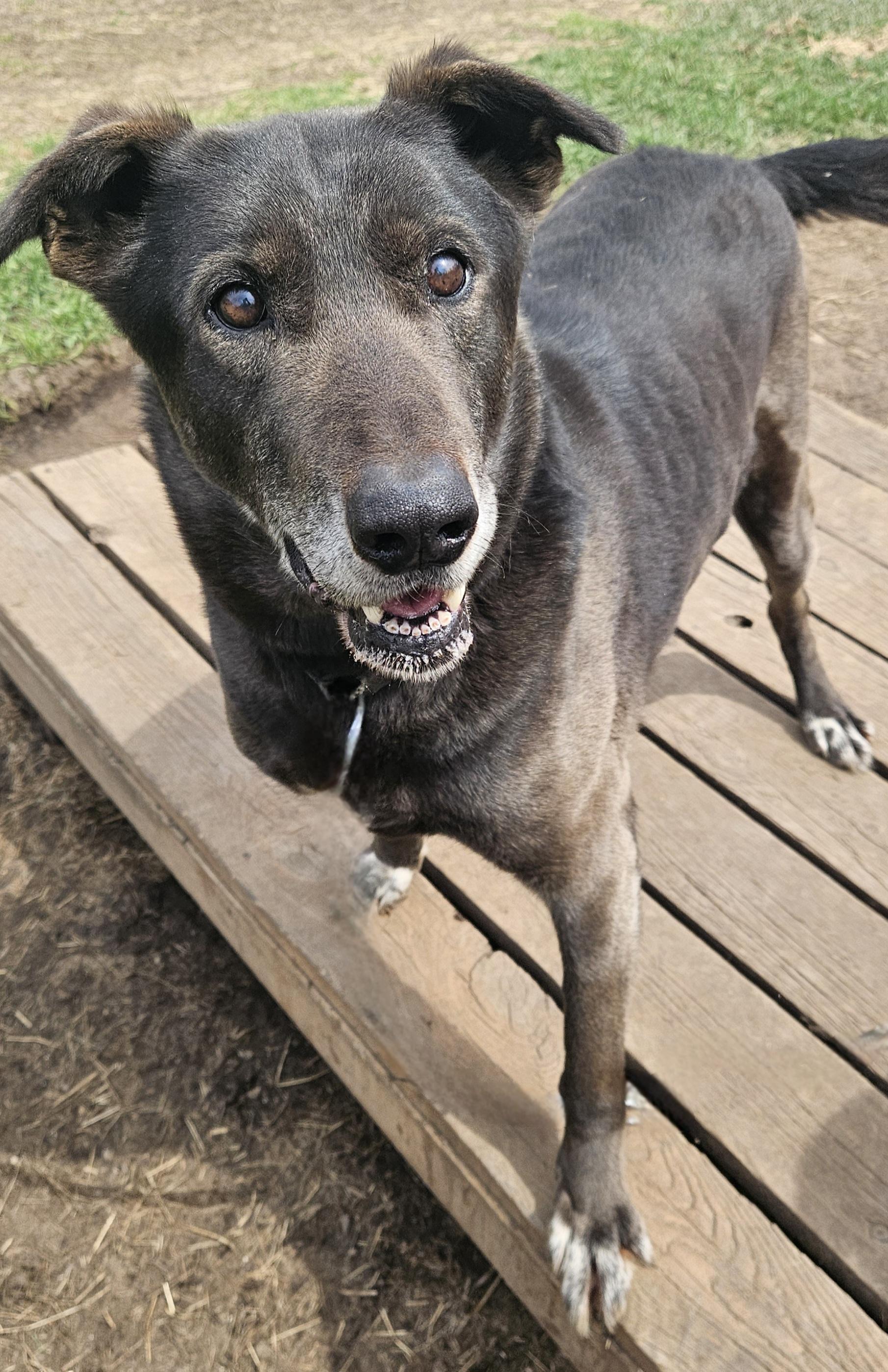 Hobo, Adopted, Senior Male Husky.