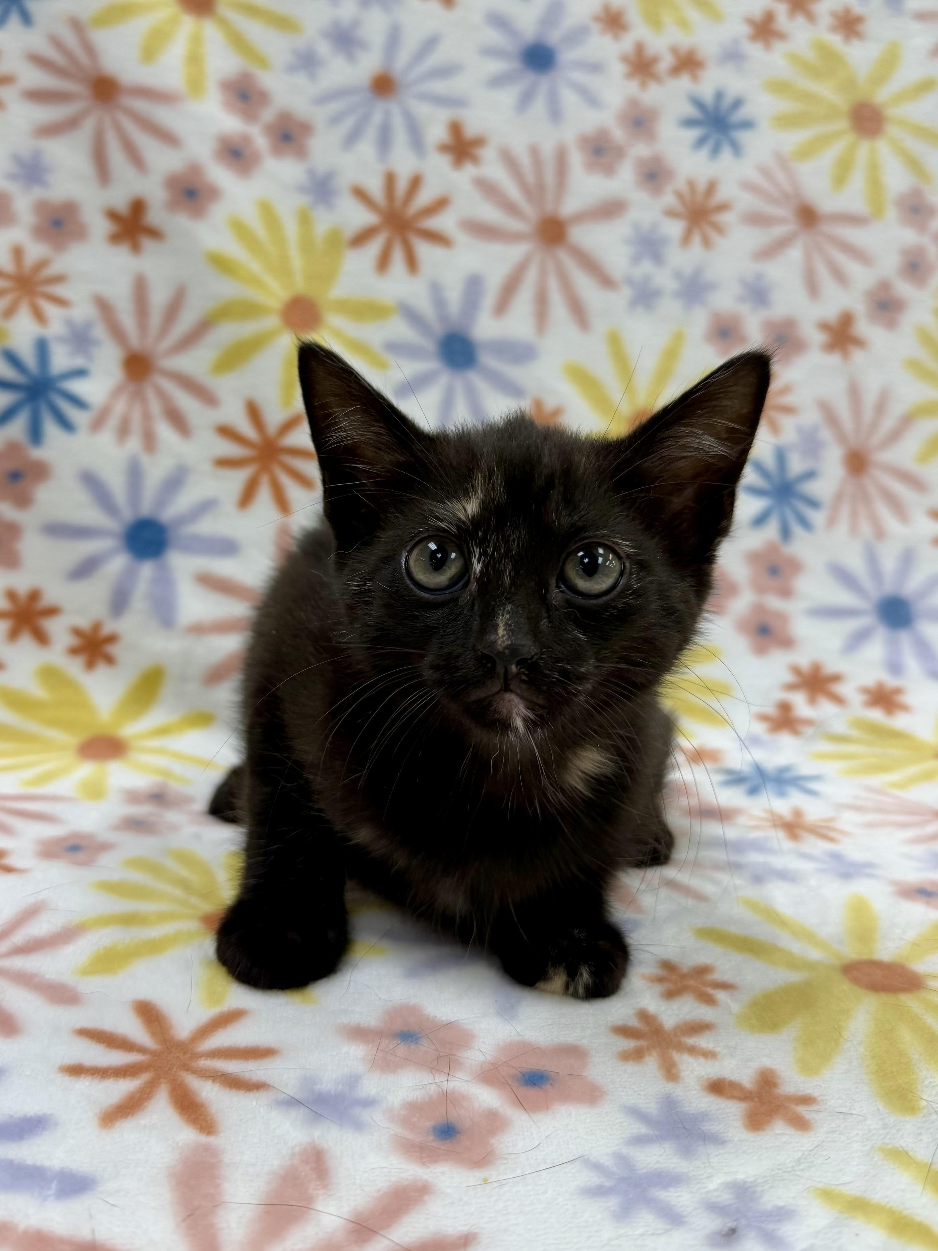 Zinnia, a Adoptable Domestic Short Hair in Columbus, OH image 2/3
