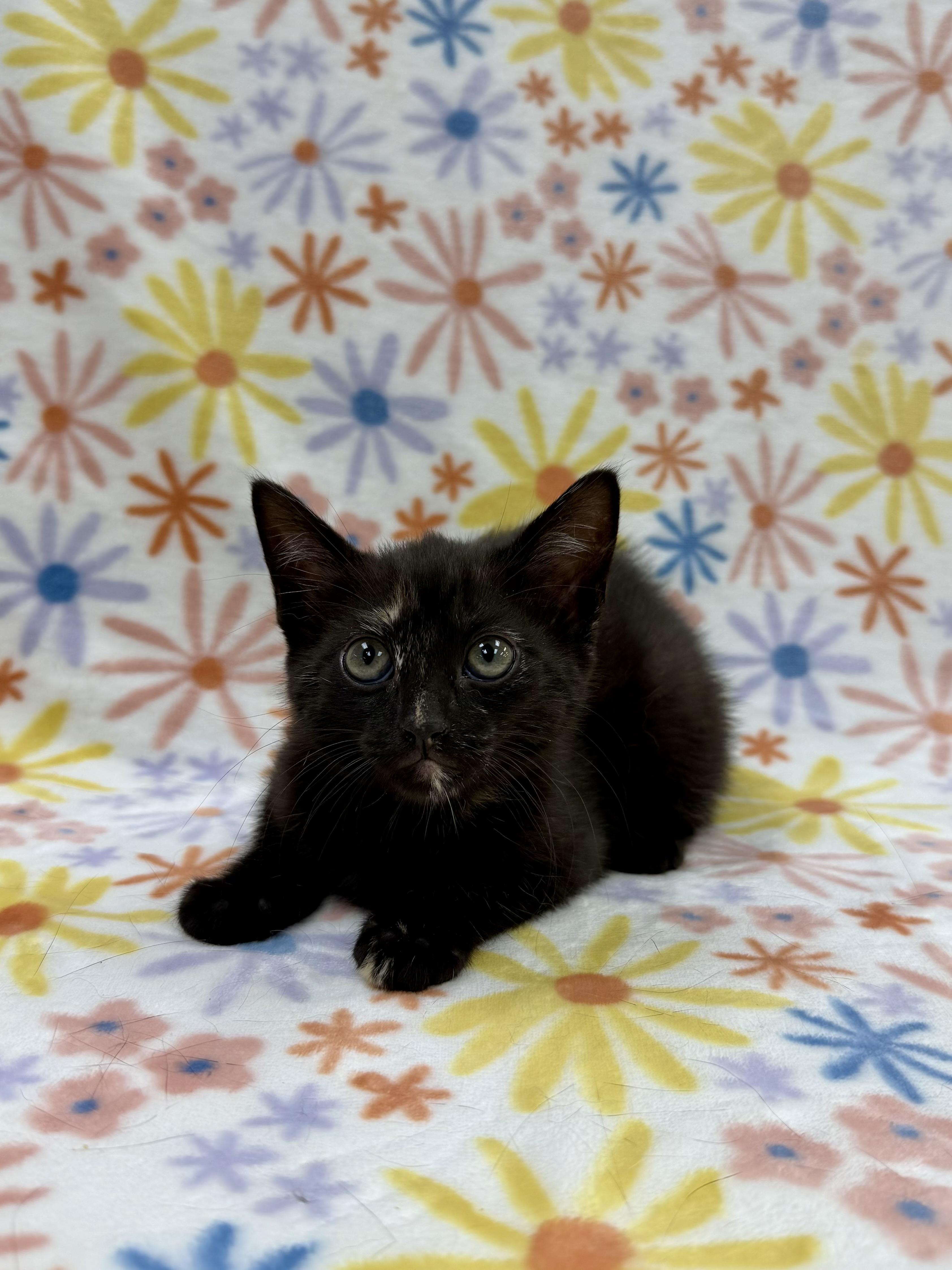 Zinnia, a Adoptable Domestic Short Hair in Columbus, OH image 3/3