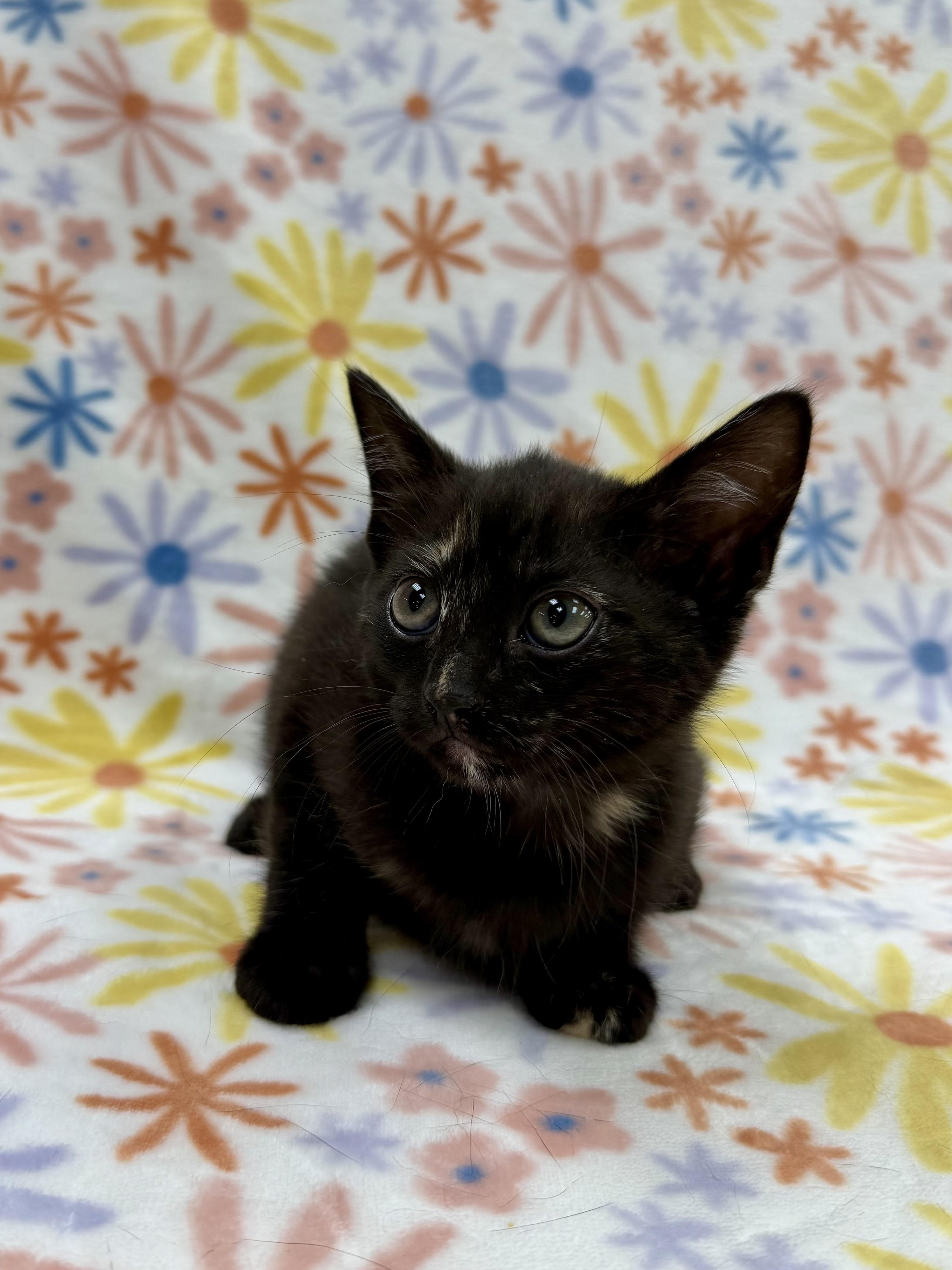 Zinnia, a Adoptable Domestic Short Hair in Columbus, OH image 1/3