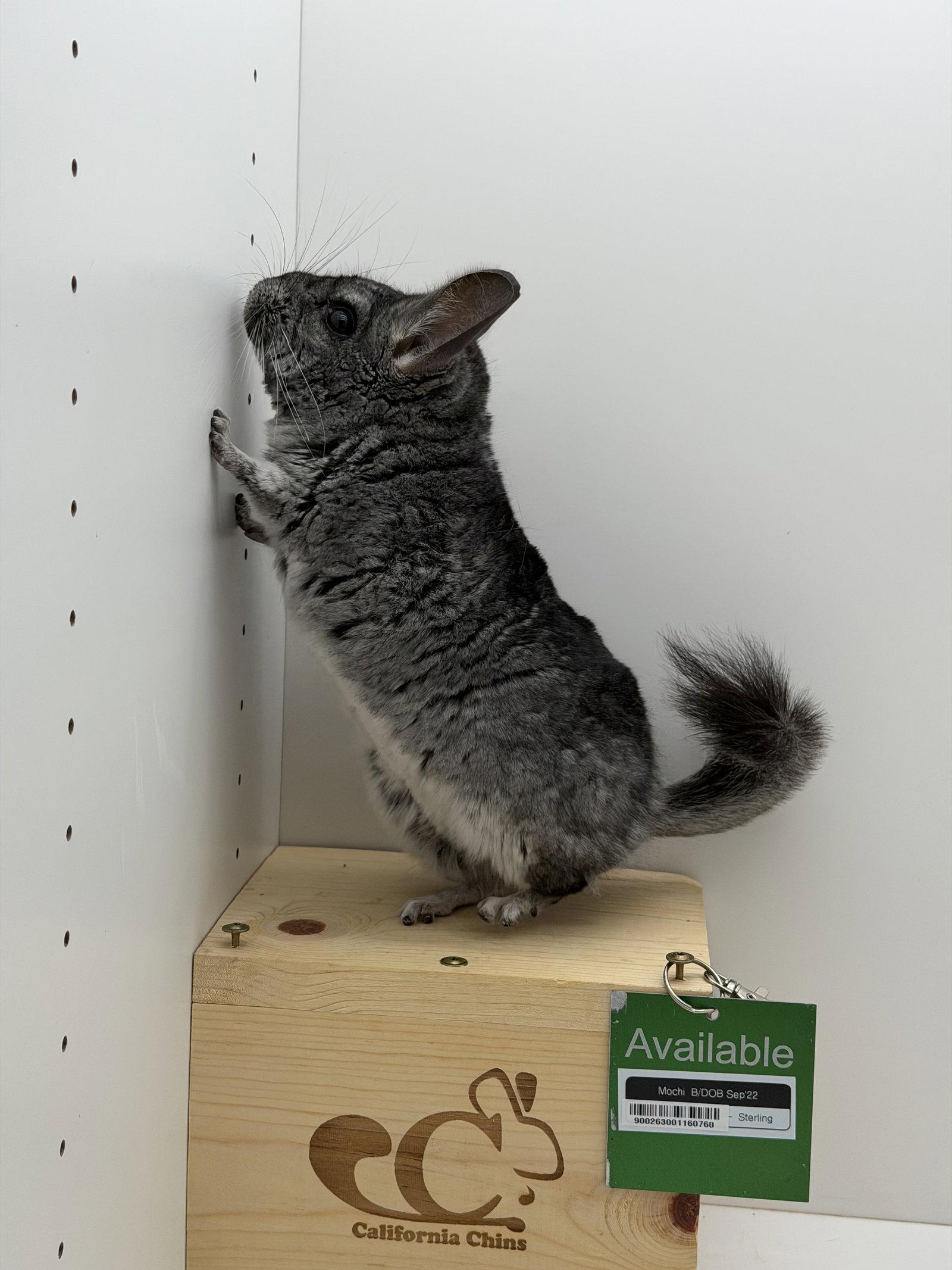 Mochi, Adoptable, Adult Male Chinchilla.