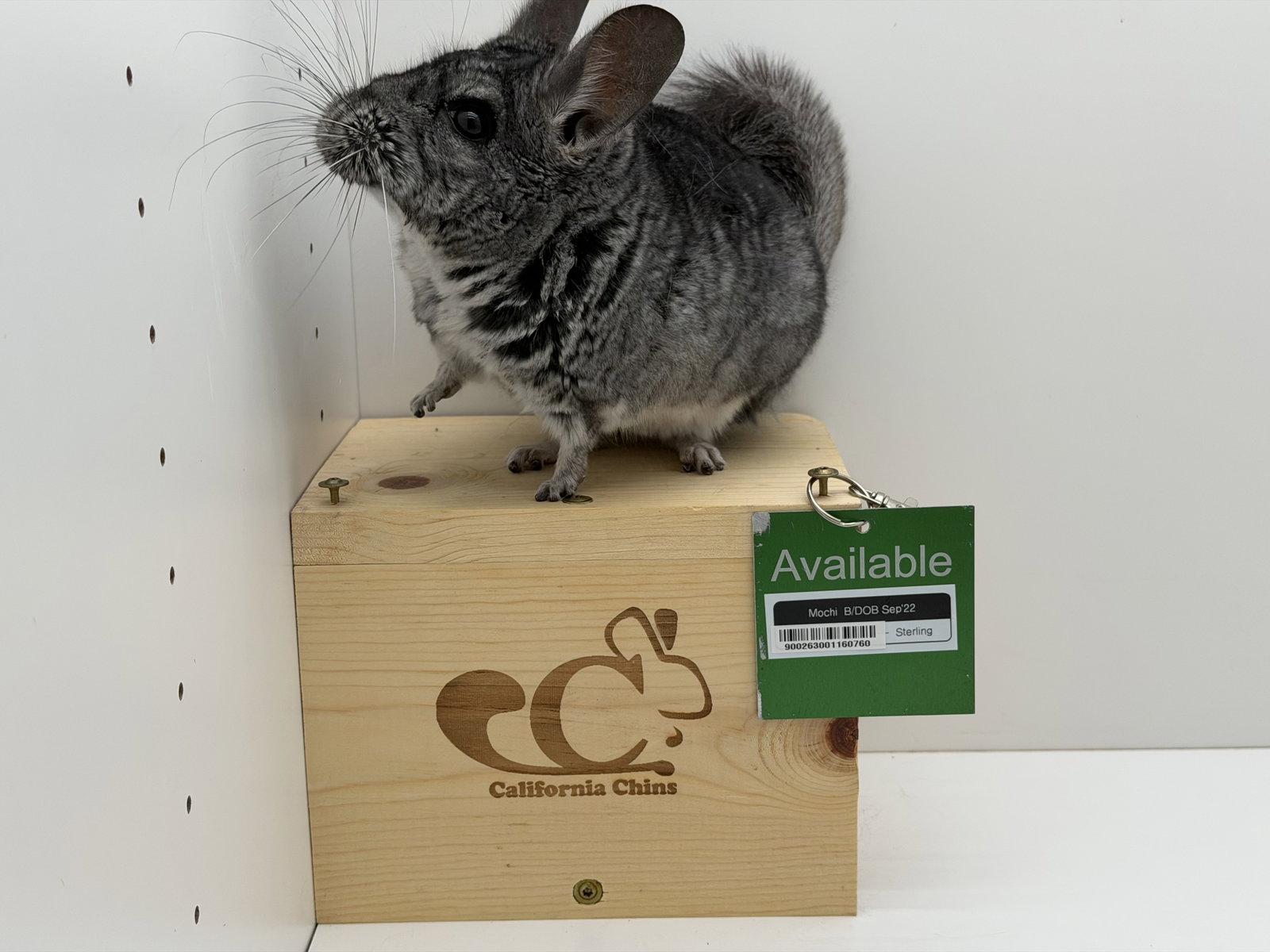 Enlarge Mochi, a Adoptable Chinchilla in Sunnyvale, CA image 2/3