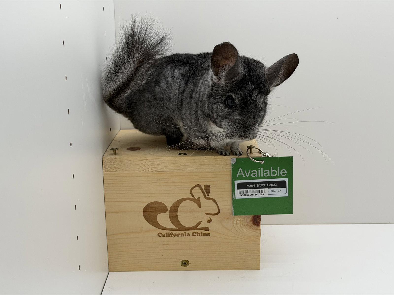 Enlarge Mochi, a Adoptable Chinchilla in Sunnyvale, CA image 3/3