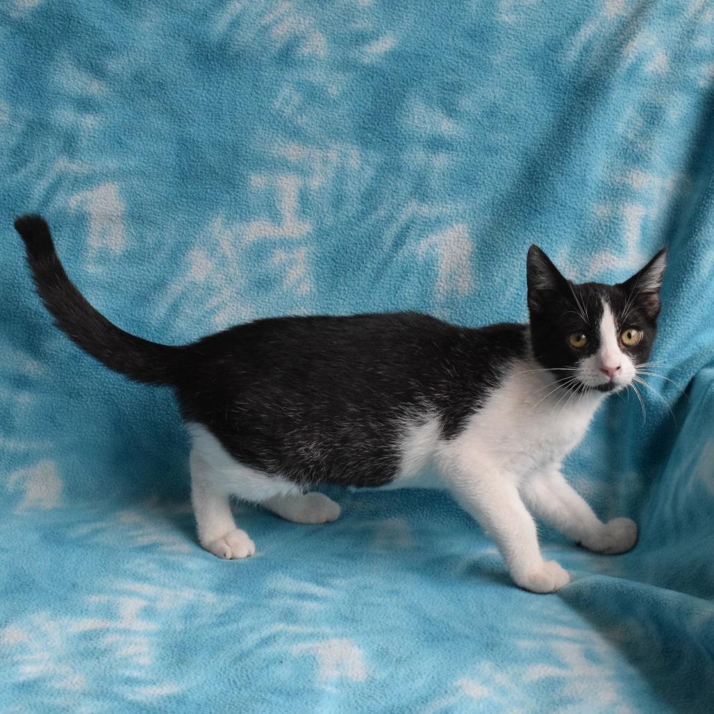 Cheddar, a Adoptable Domestic Short Hair in Eureka, CA image 1/3