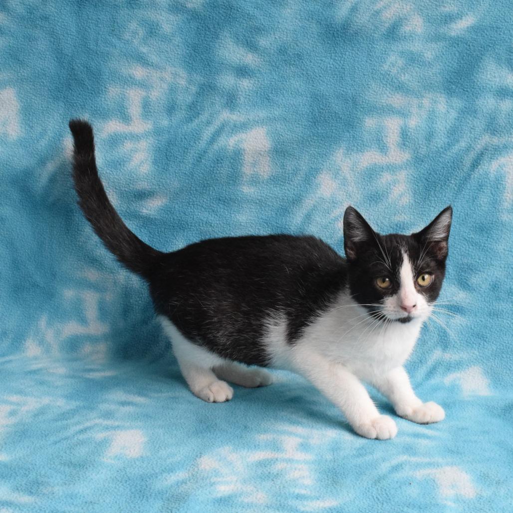 Cheddar, a Adoptable Domestic Short Hair in Eureka, CA image 2/3