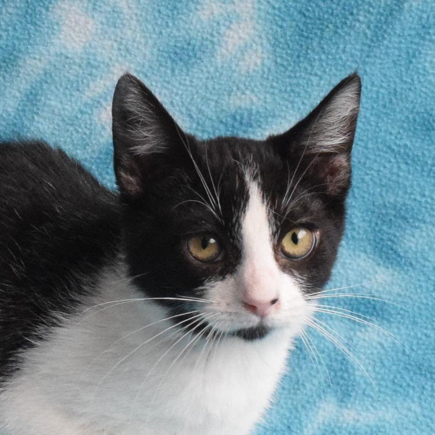 Cheddar, a Adoptable Domestic Short Hair in Eureka, CA image 3/3