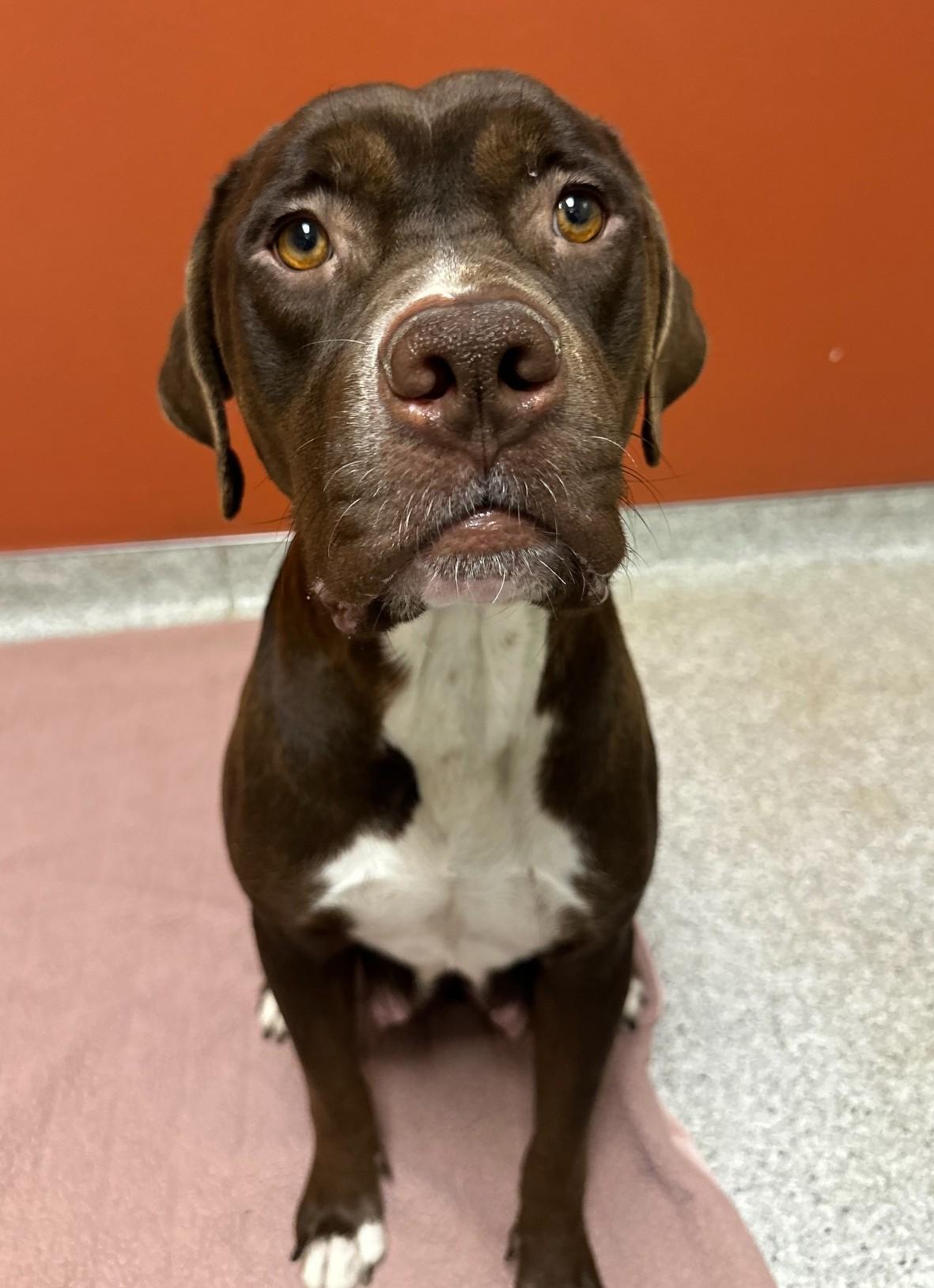 Truffles also known as Cocoa, adopted, Young Female American Staffordshire Terrier & Labrador Retriever.