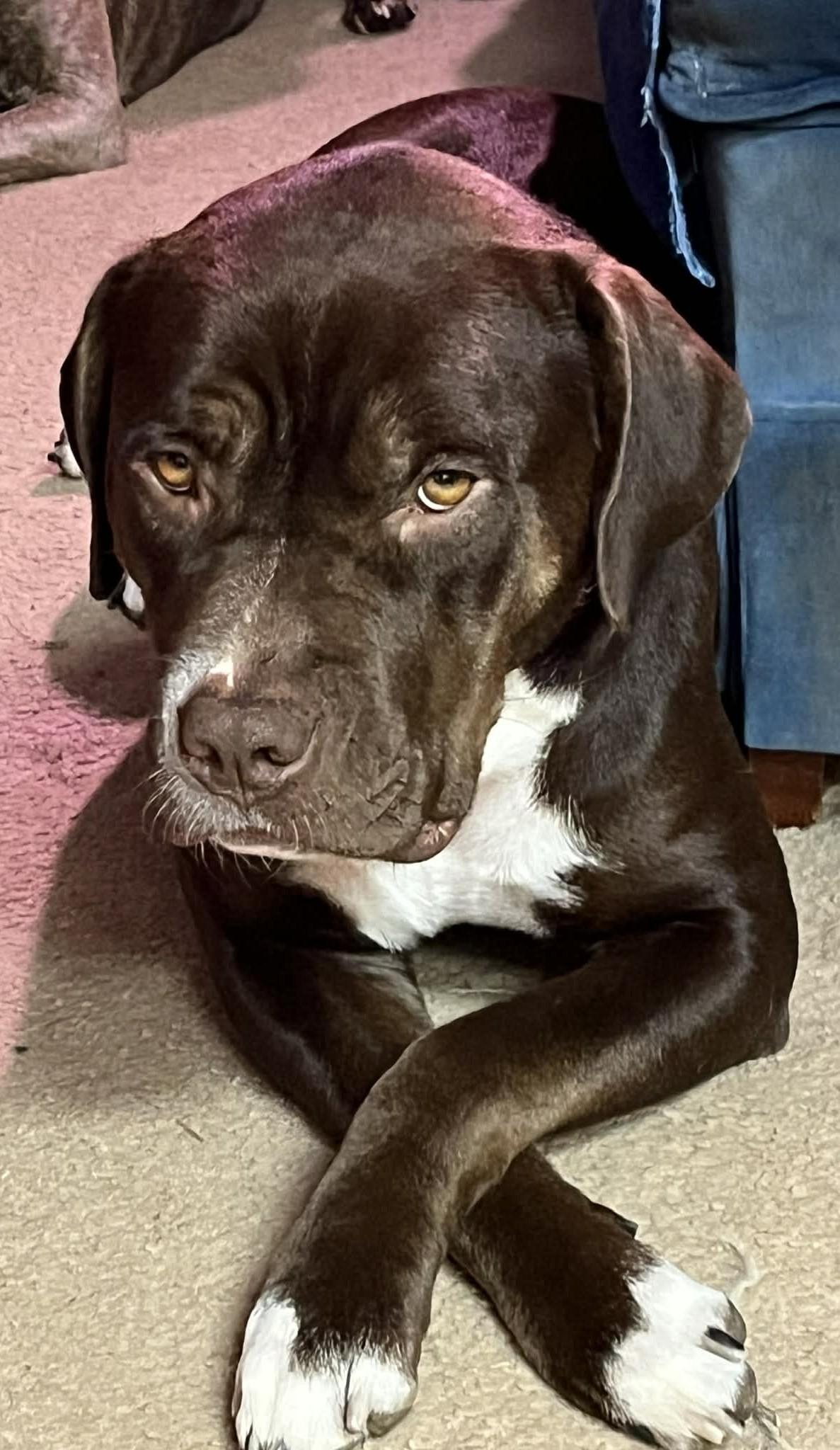 Enlarge Truffles also known as Cocoa, an adopted mixed breed in Portland, OR image 2/6