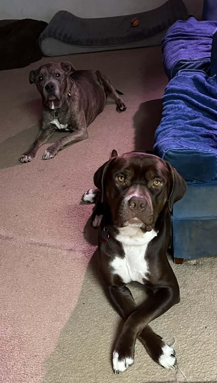 Enlarge Truffles also known as Cocoa, an adopted mixed breed in Portland, OR image 6/6