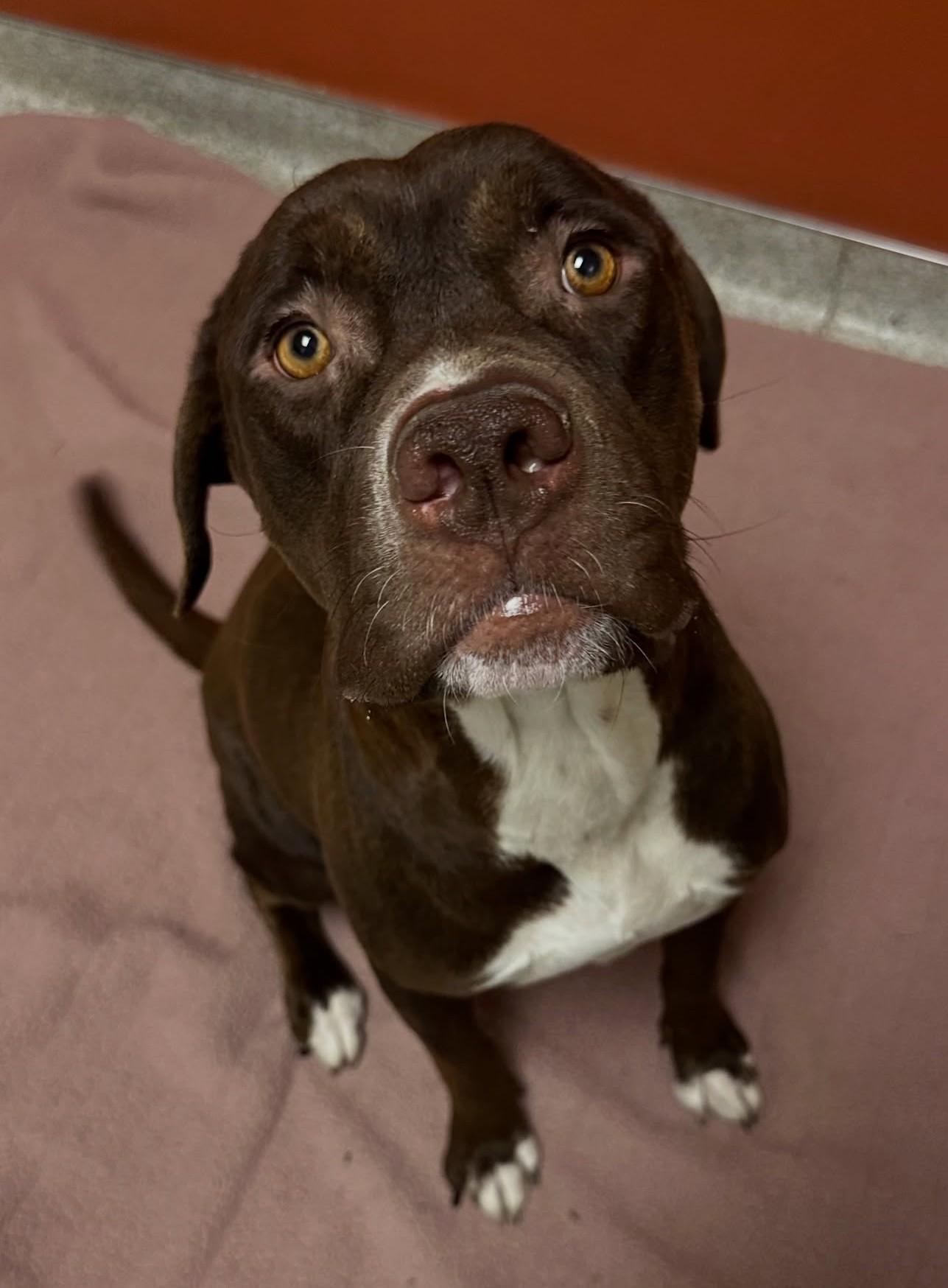 Enlarge Truffles also known as Cocoa, an adopted mixed breed in Portland, OR image 5/6