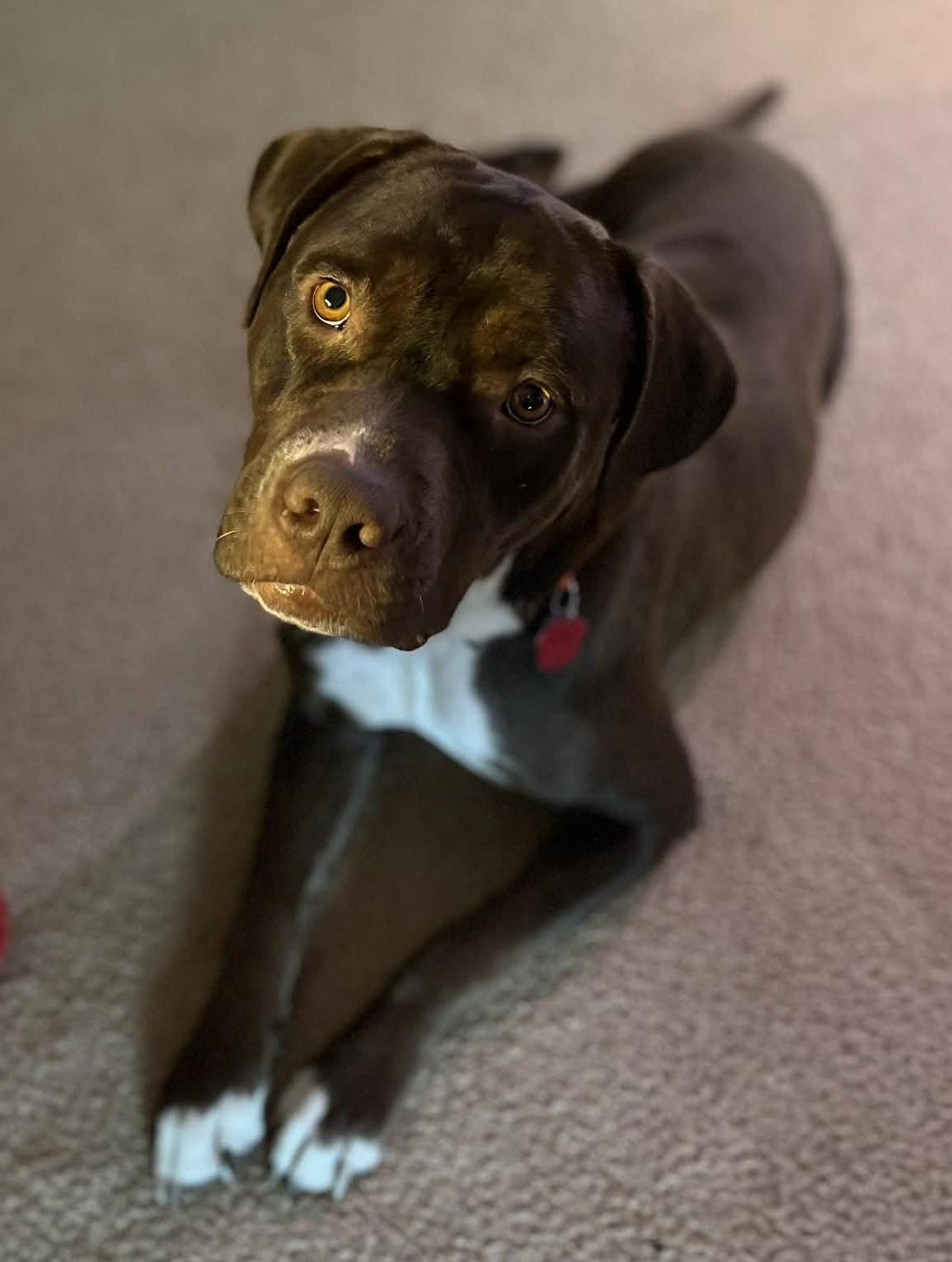 Enlarge Truffles also known as Cocoa, an adopted mixed breed in Portland, OR image 3/6