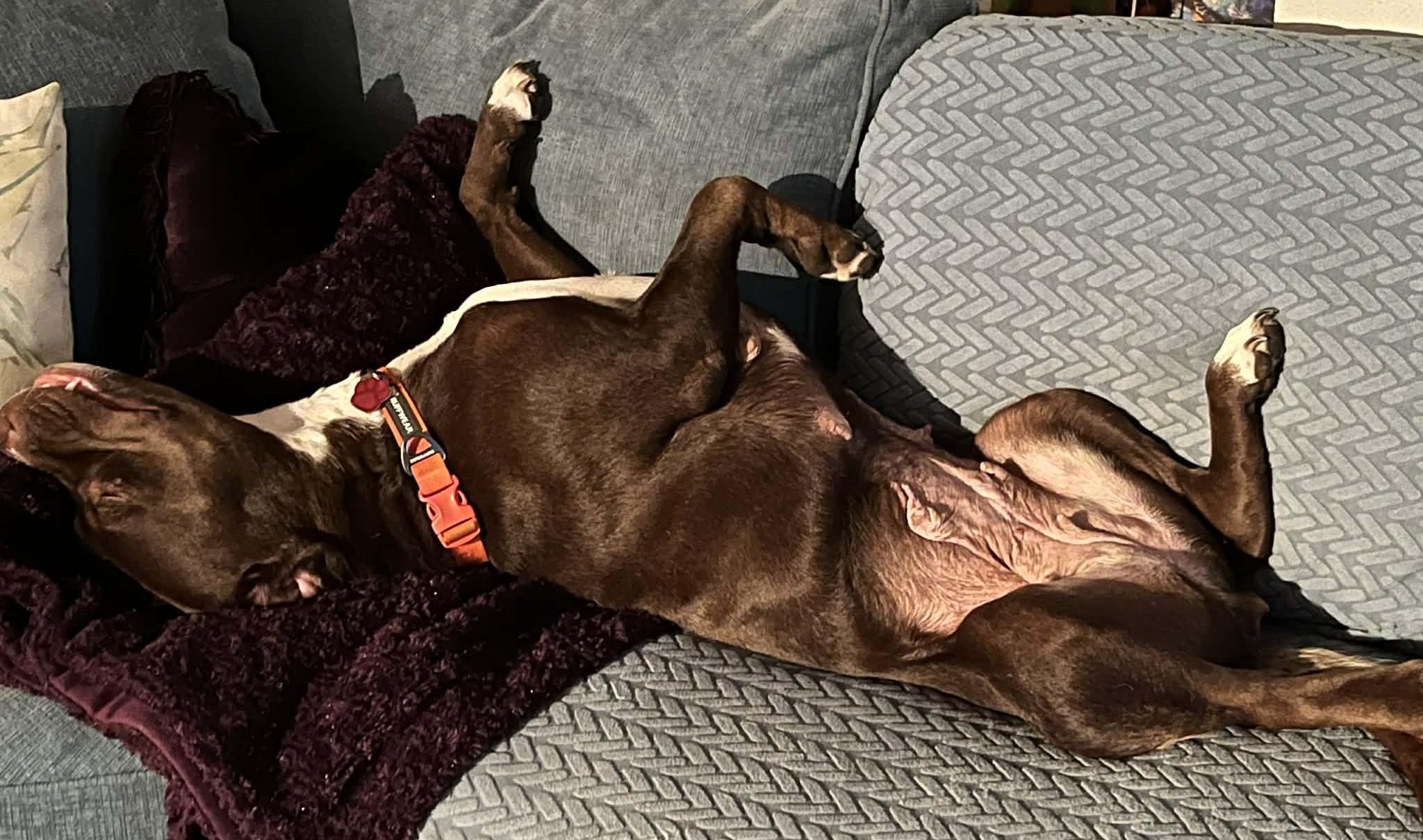 Enlarge Truffles also known as Cocoa, an adopted mixed breed in Portland, OR image 4/6