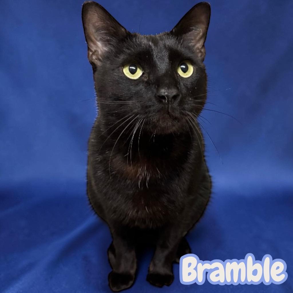 Enlarge Bramble, a Adopted Domestic Short Hair in Sorrento, LA image 2/2