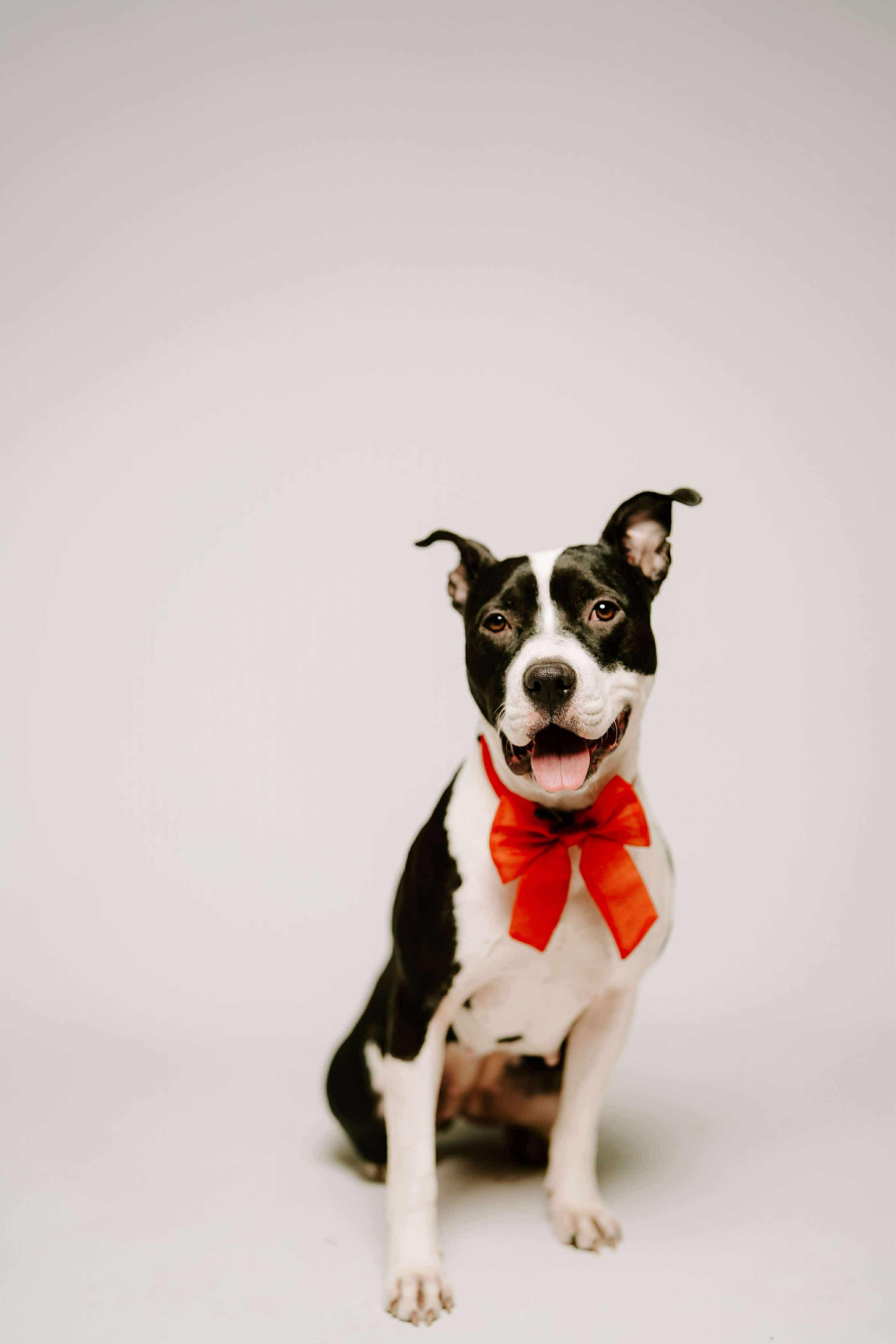 Jade, Adoptable, Young Female Pit Bull Terrier.