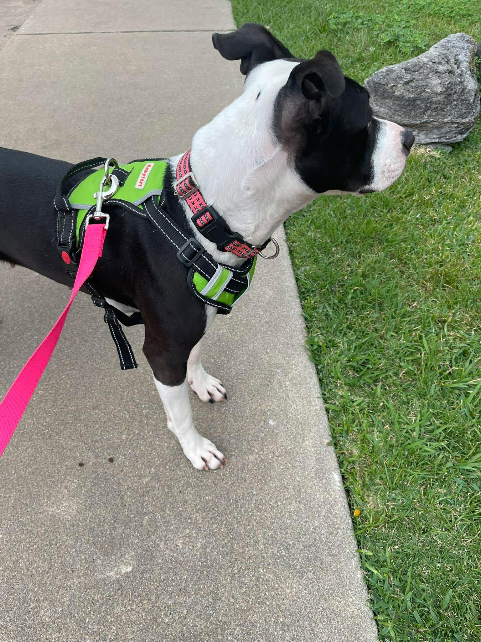 Enlarge Jade, a Adoptable Pit Bull Terrier in Arlee, MT image 2/6
