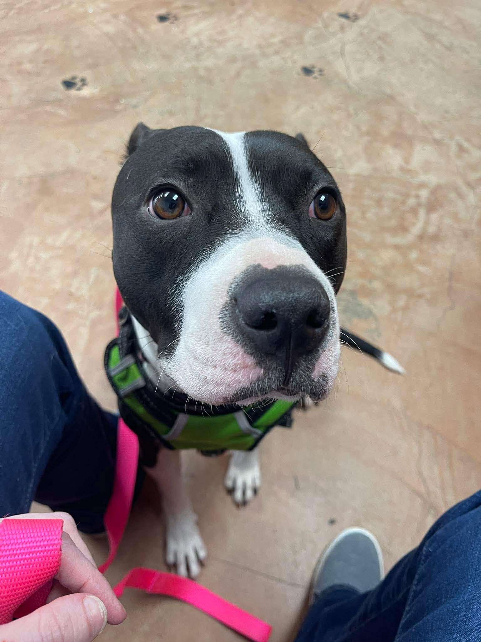 Enlarge Jade, a Adoptable Pit Bull Terrier in Arlee, MT image 3/6