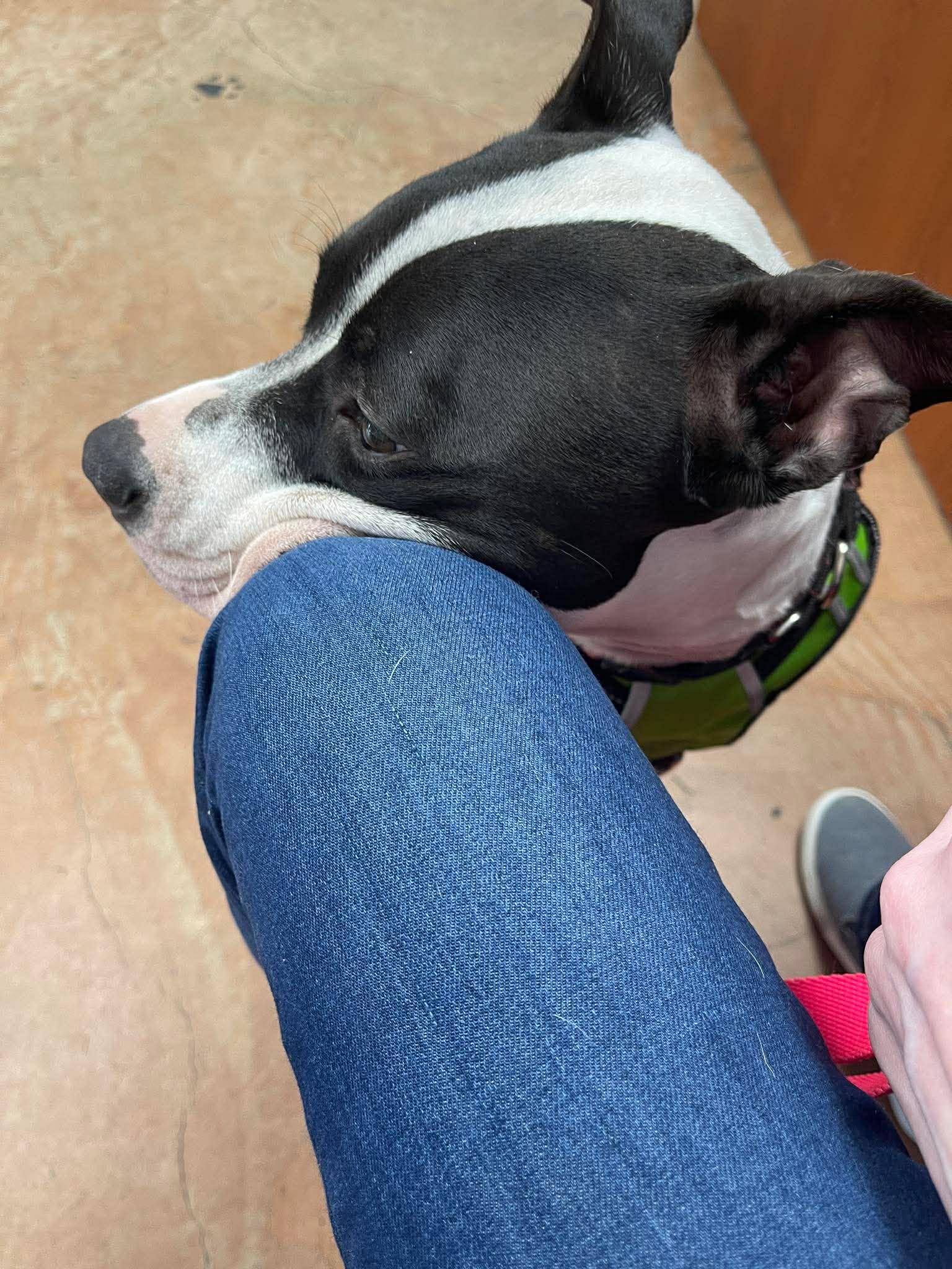 Enlarge Jade, a Adoptable Pit Bull Terrier in Arlee, MT image 5/6
