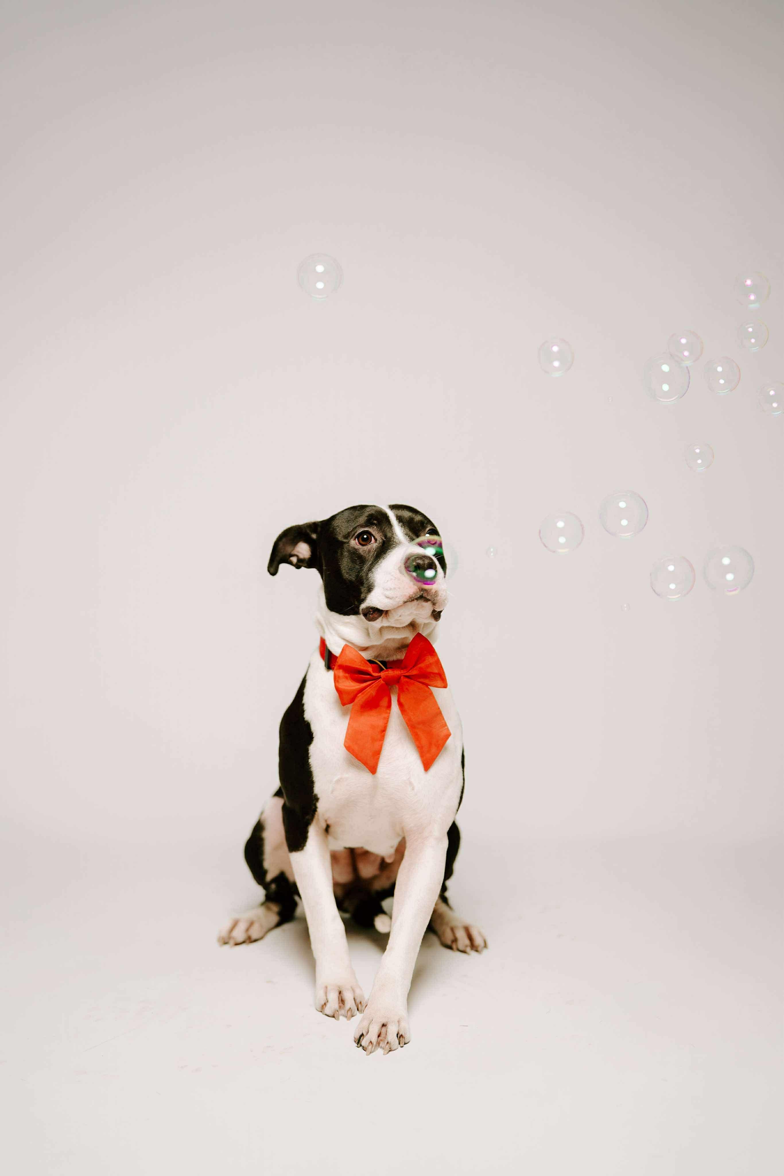 Enlarge Jade, a Adoptable Pit Bull Terrier in Arlee, MT image 6/6
