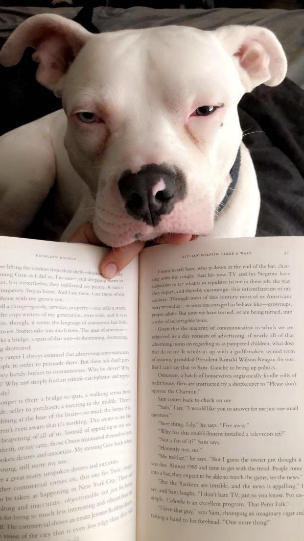 boba2, Adoptable, Young Male American Staffordshire Terrier.