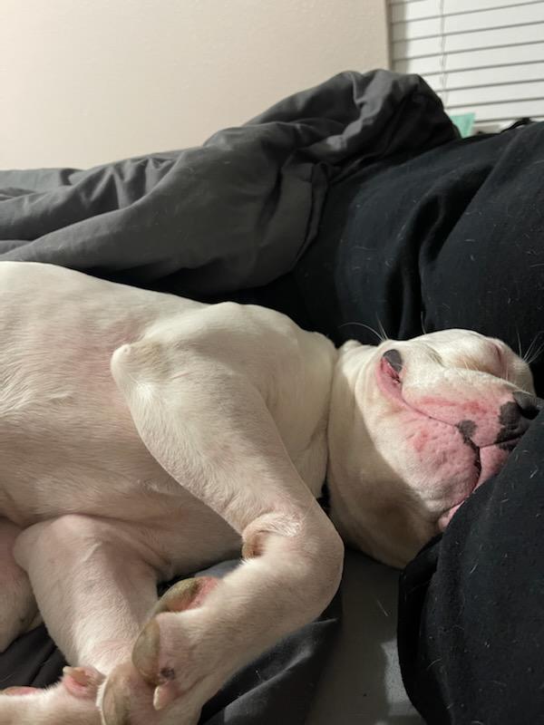 Enlarge boba2, a Adoptable American Staffordshire Terrier in San Antonio, TX image 2/4