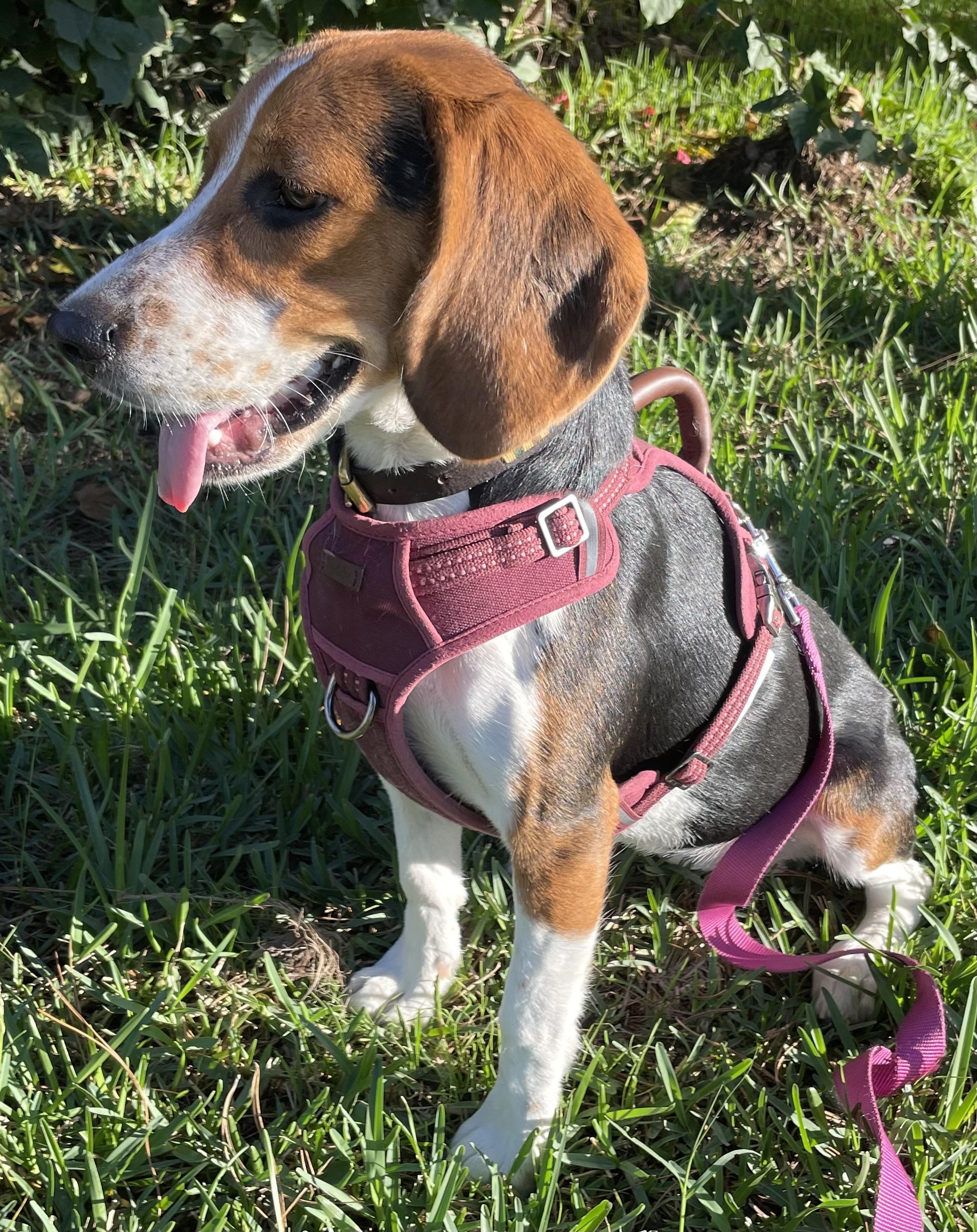 Mili, Adopted, Puppy Female Beagle.