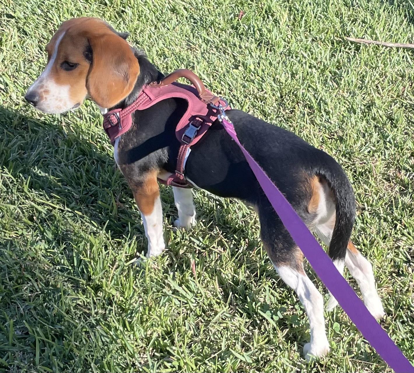 Enlarge Mili, a Adopted Beagle in San Ysidro, CA image 2/6