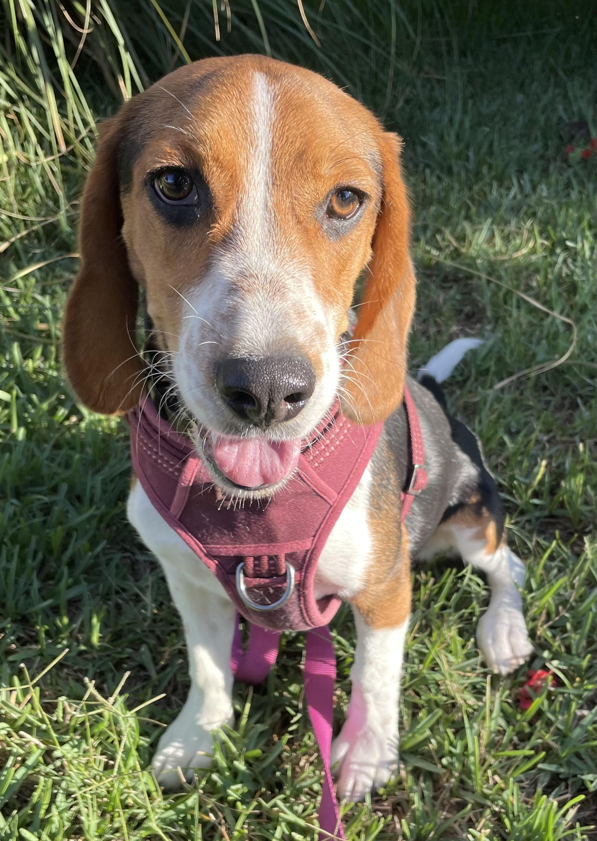 Enlarge Mili, a Adopted Beagle in San Ysidro, CA image 3/6