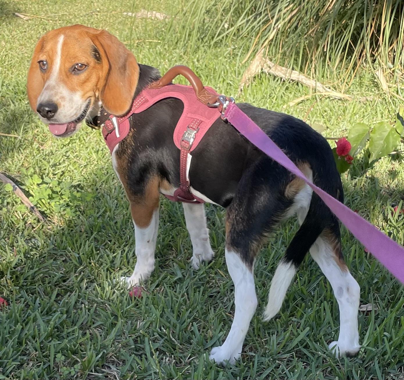 Enlarge Mili, a Adopted Beagle in San Ysidro, CA image 4/6