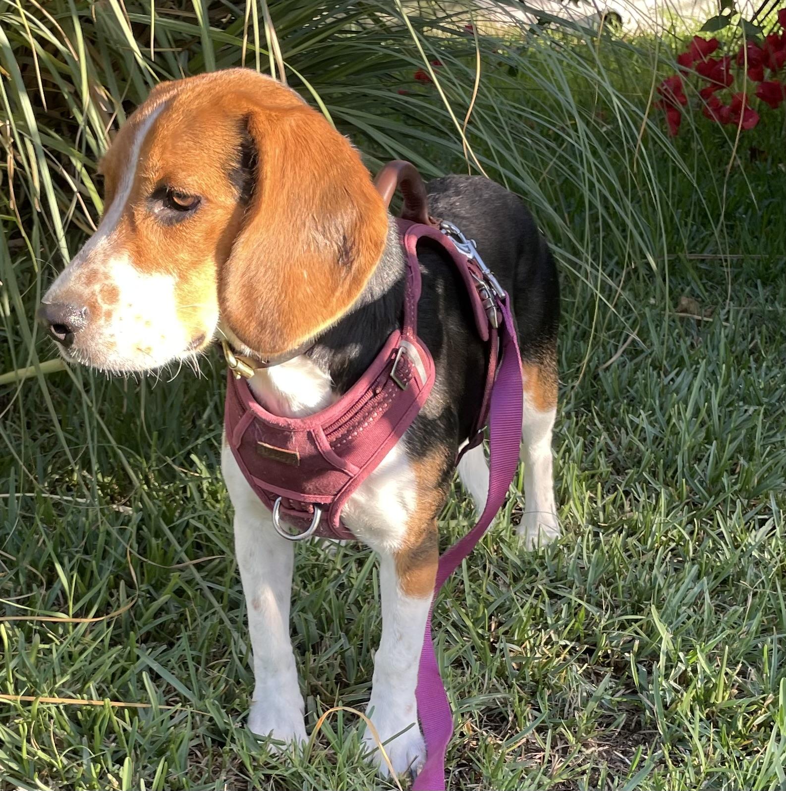 Enlarge Mili, a Adopted Beagle in San Ysidro, CA image 5/6