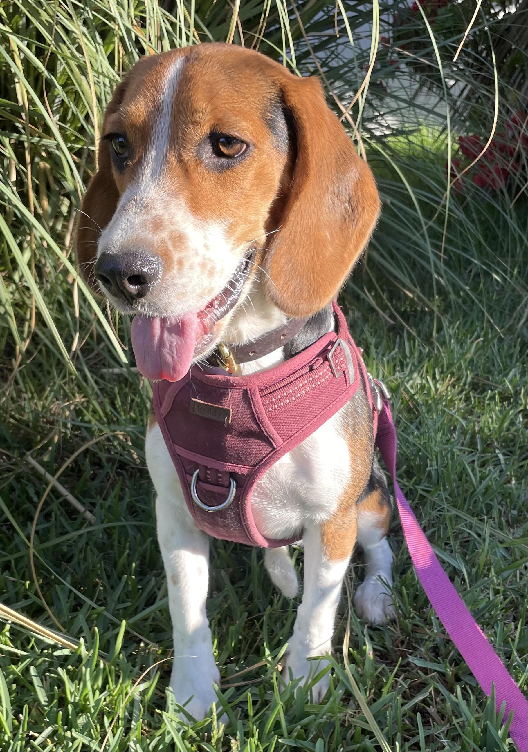 Enlarge Mili, a Adopted Beagle in San Ysidro, CA image 6/6
