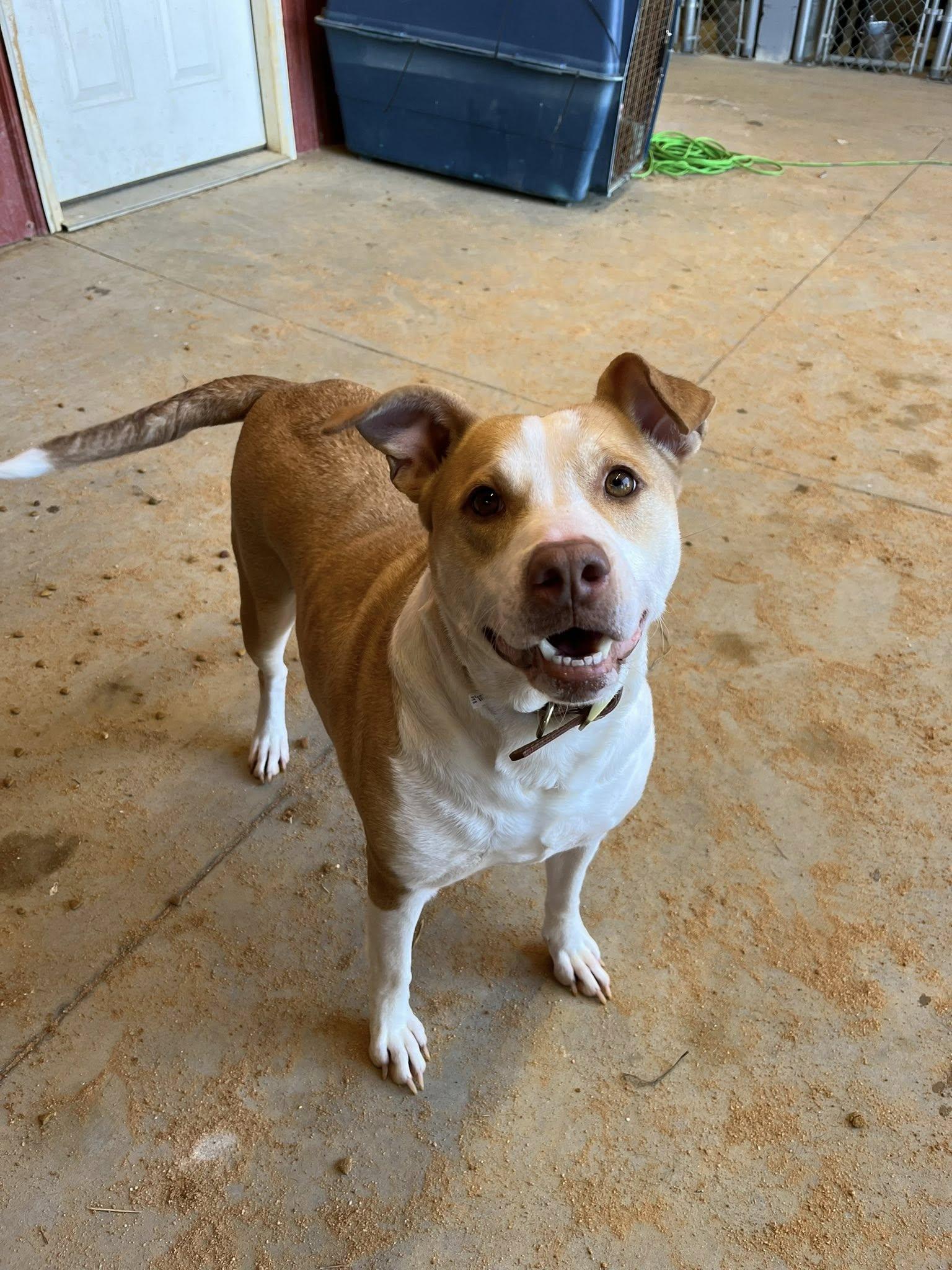 Youna, a Adoptable mixed breed in Mullins, SC image 1/3