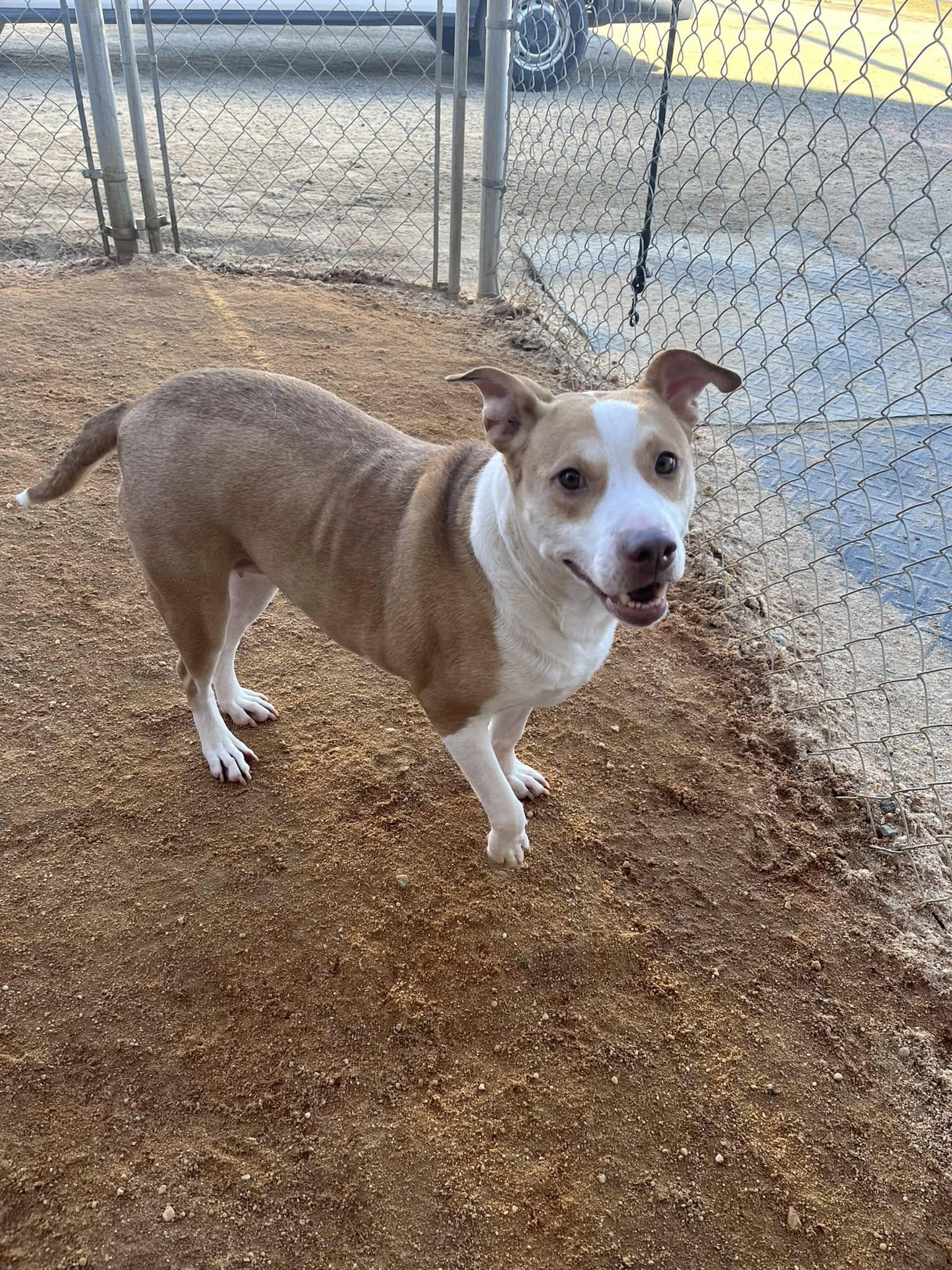 Youna, a Adoptable mixed breed in Mullins, SC image 2/3