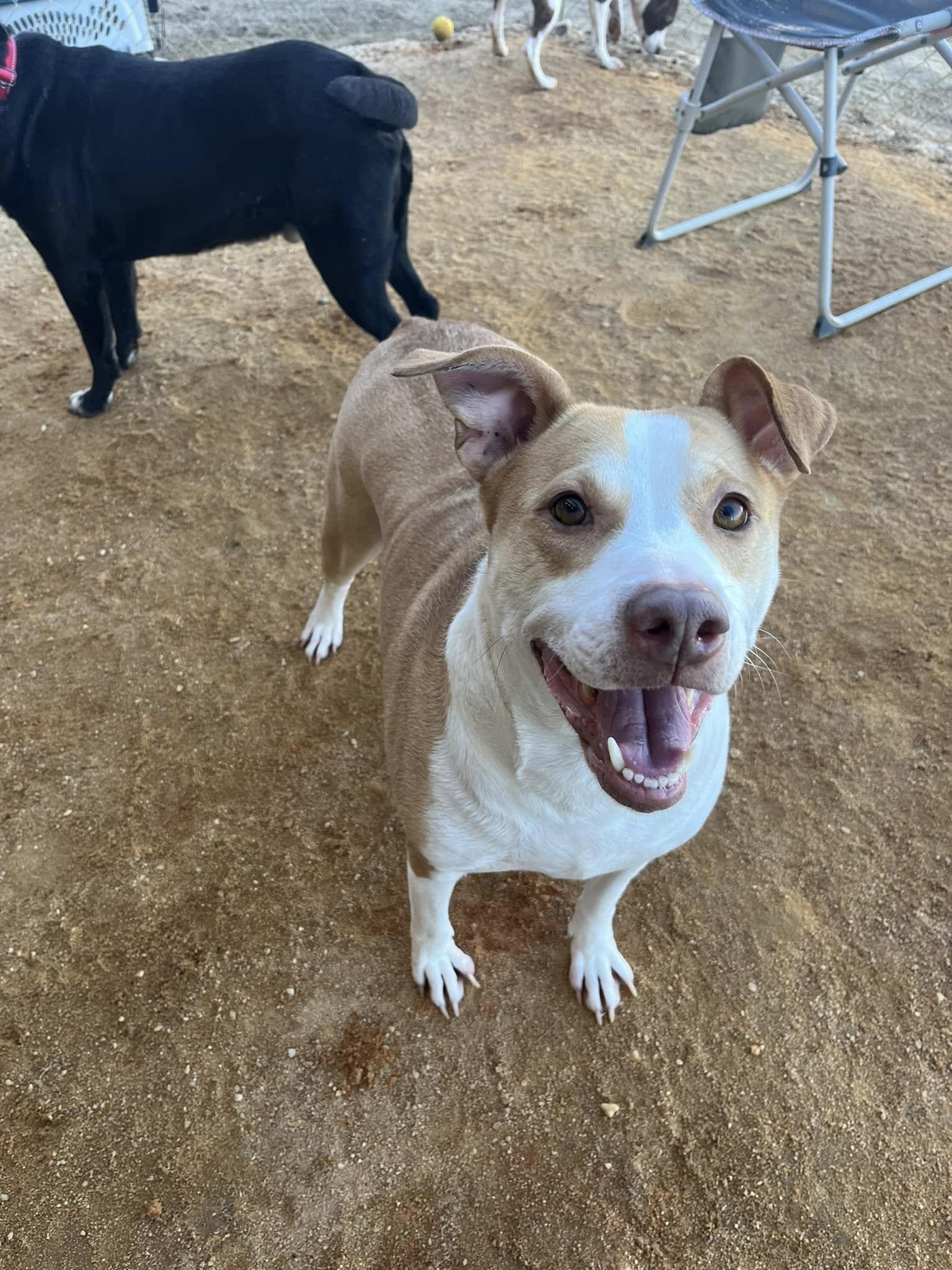 Youna, a Adoptable mixed breed in Mullins, SC image 3/3
