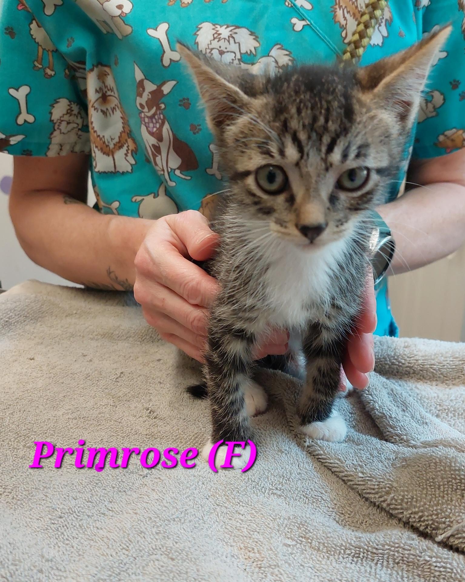Primrose