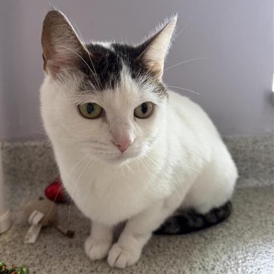 Enlarge Sanibel , a ADOPTABLE Domestic Short Hair in Cooperstown, NY image 4/5