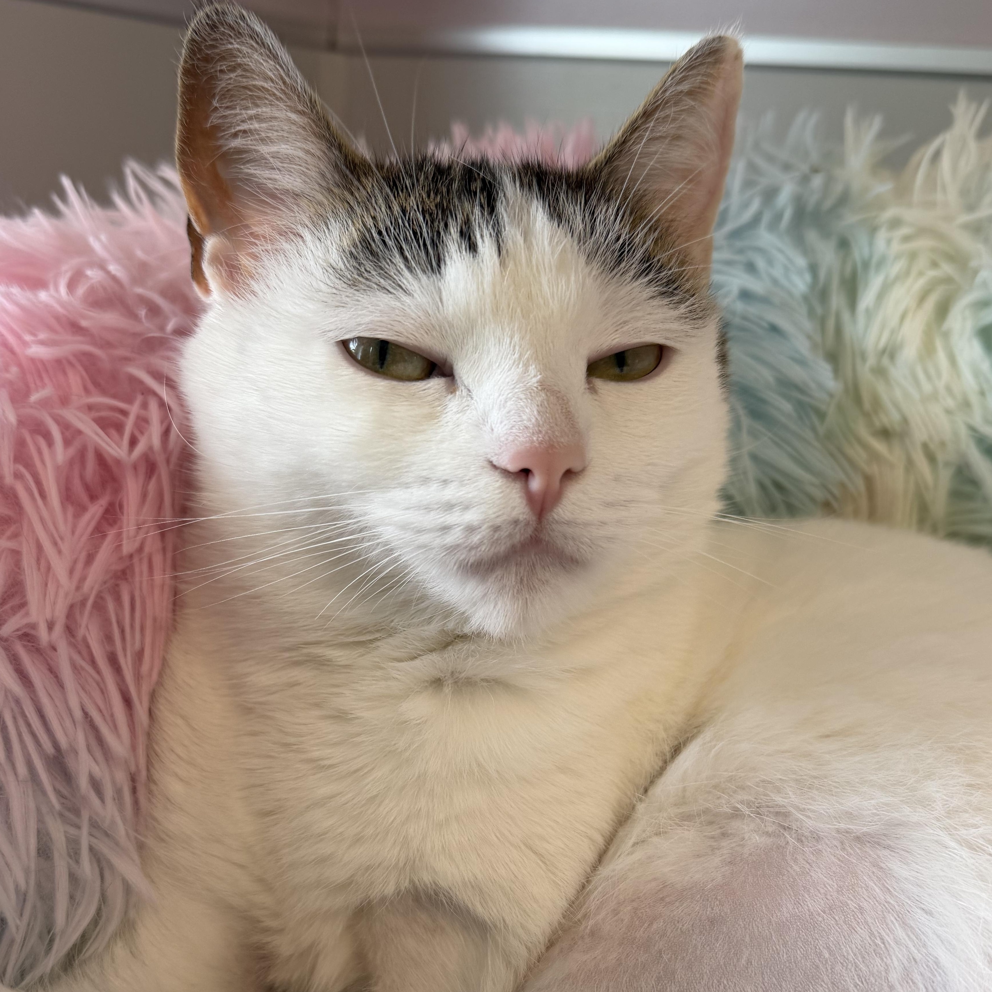 Enlarge Sanibel , an adoptable Domestic Short Hair in Cooperstown, NY image 2/6