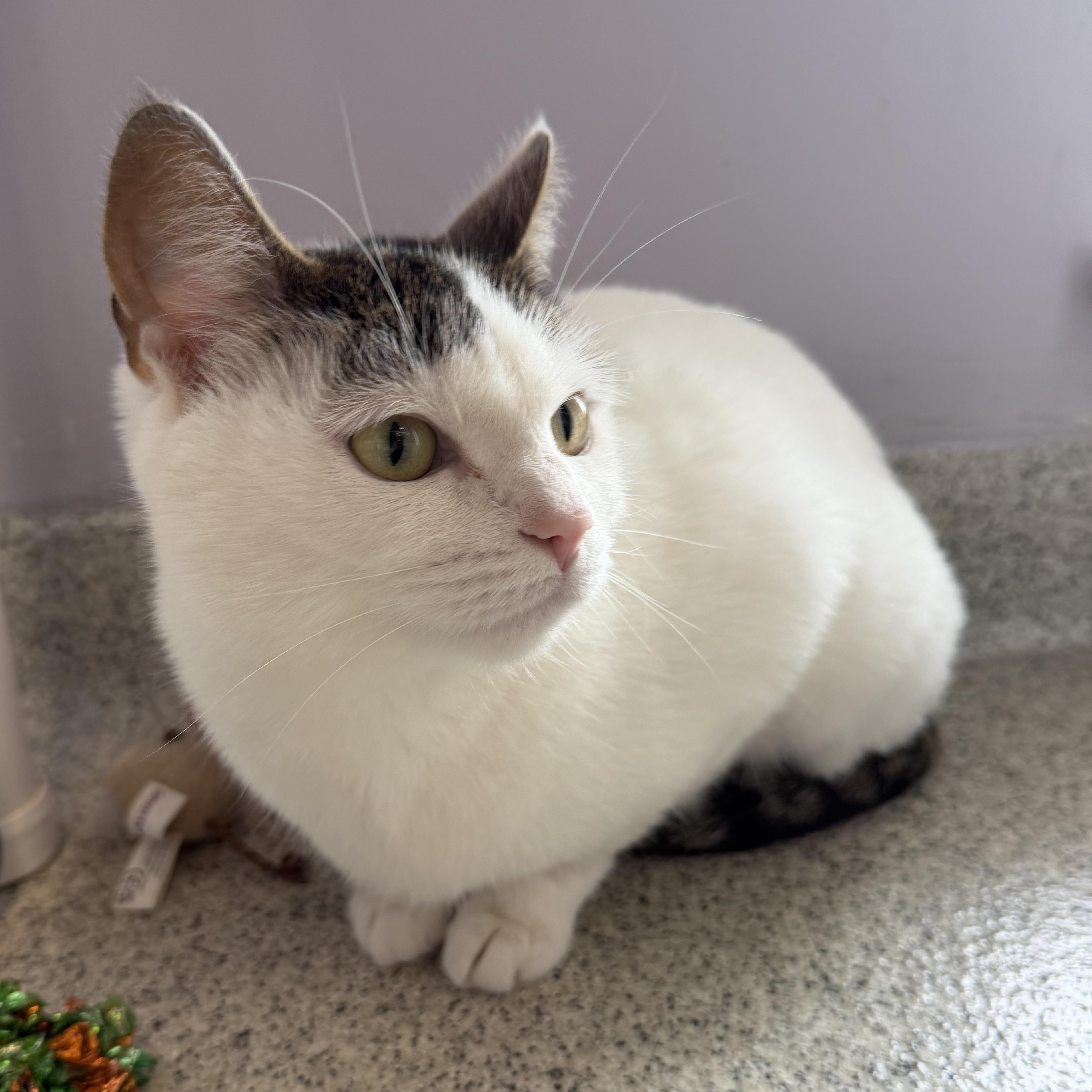 Enlarge Sanibel , a ADOPTABLE Domestic Short Hair in Cooperstown, NY image 5/5