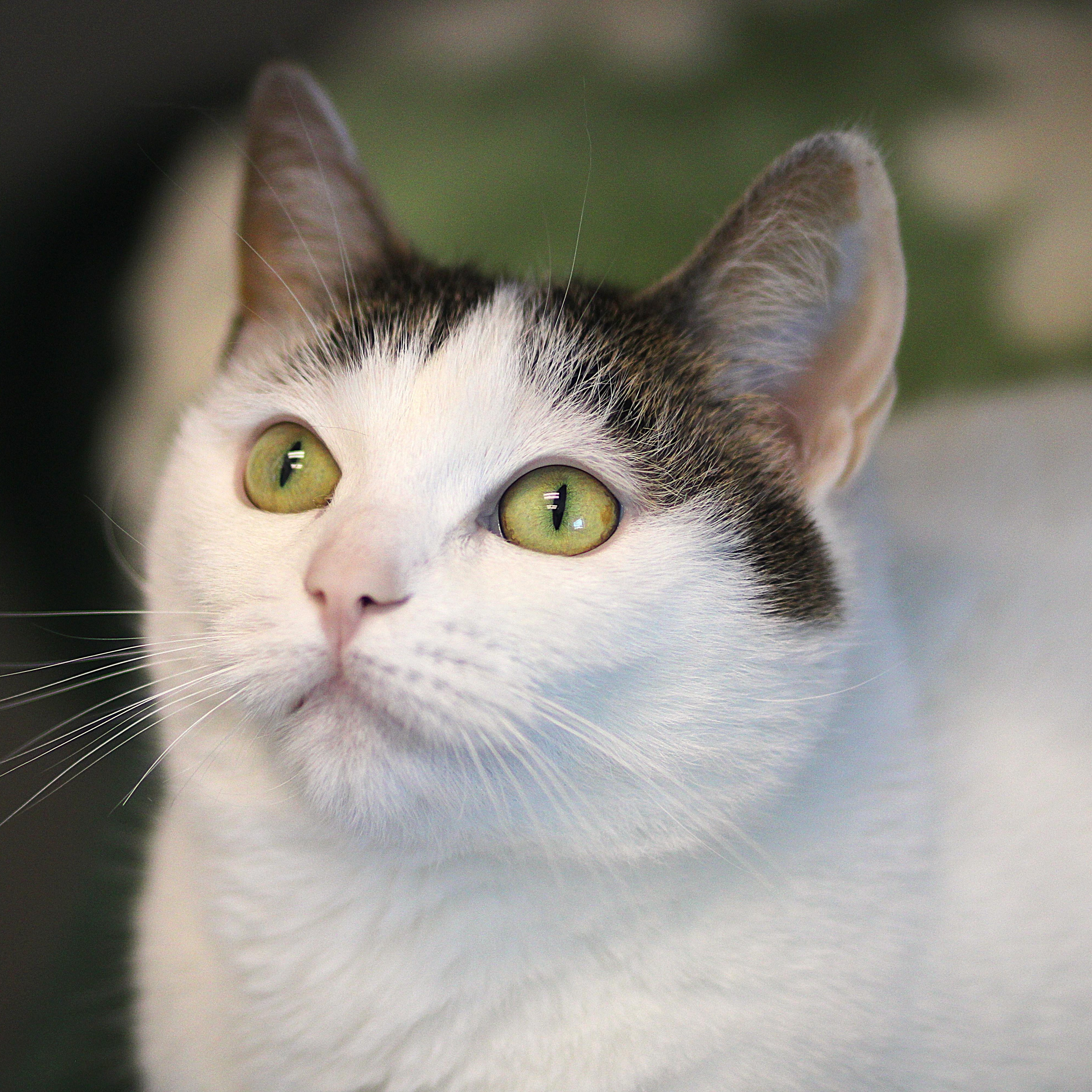 Sanibel , adoptable, Young Female Domestic Short Hair.