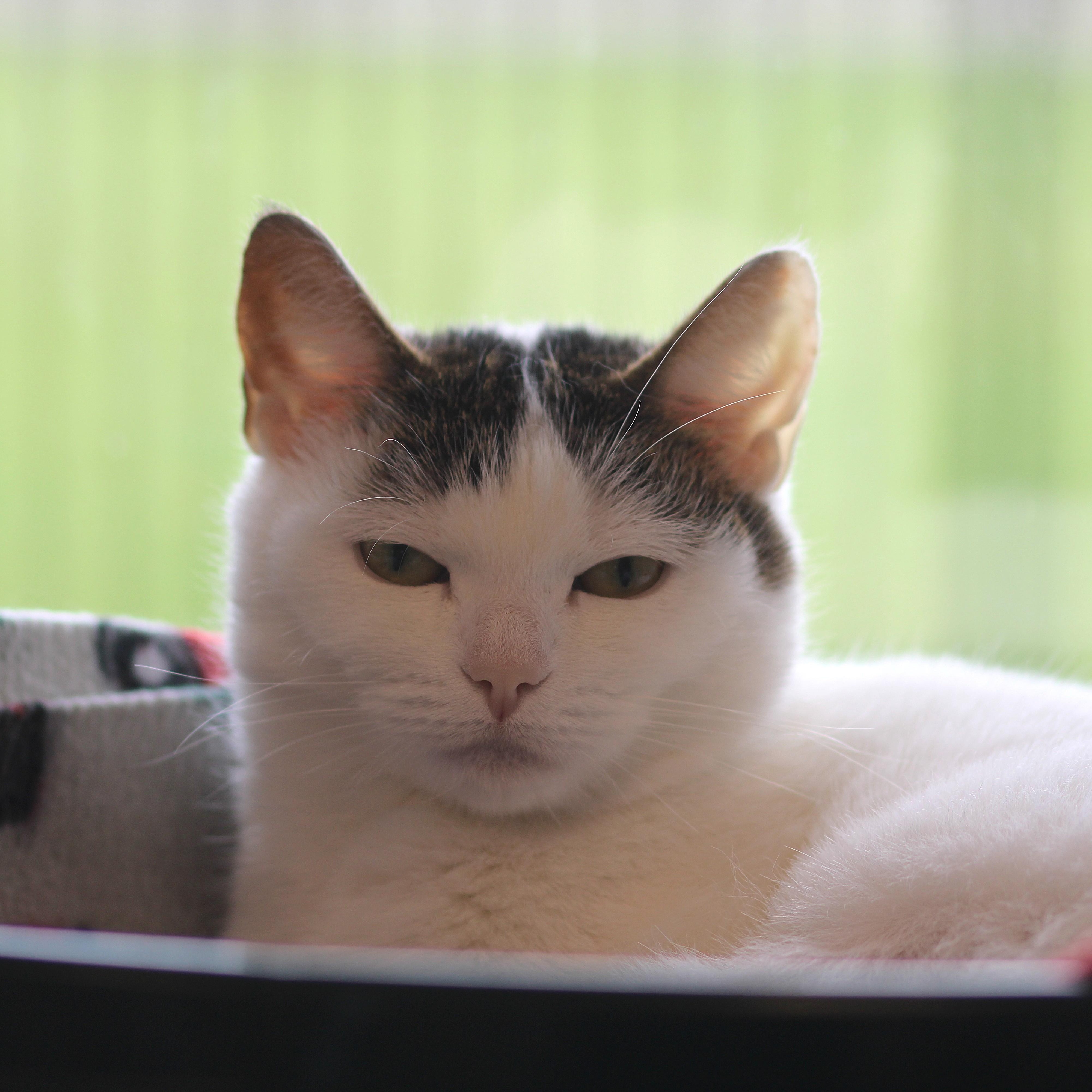 Enlarge Sanibel , a ADOPTABLE Domestic Short Hair in Cooperstown, NY image 2/5