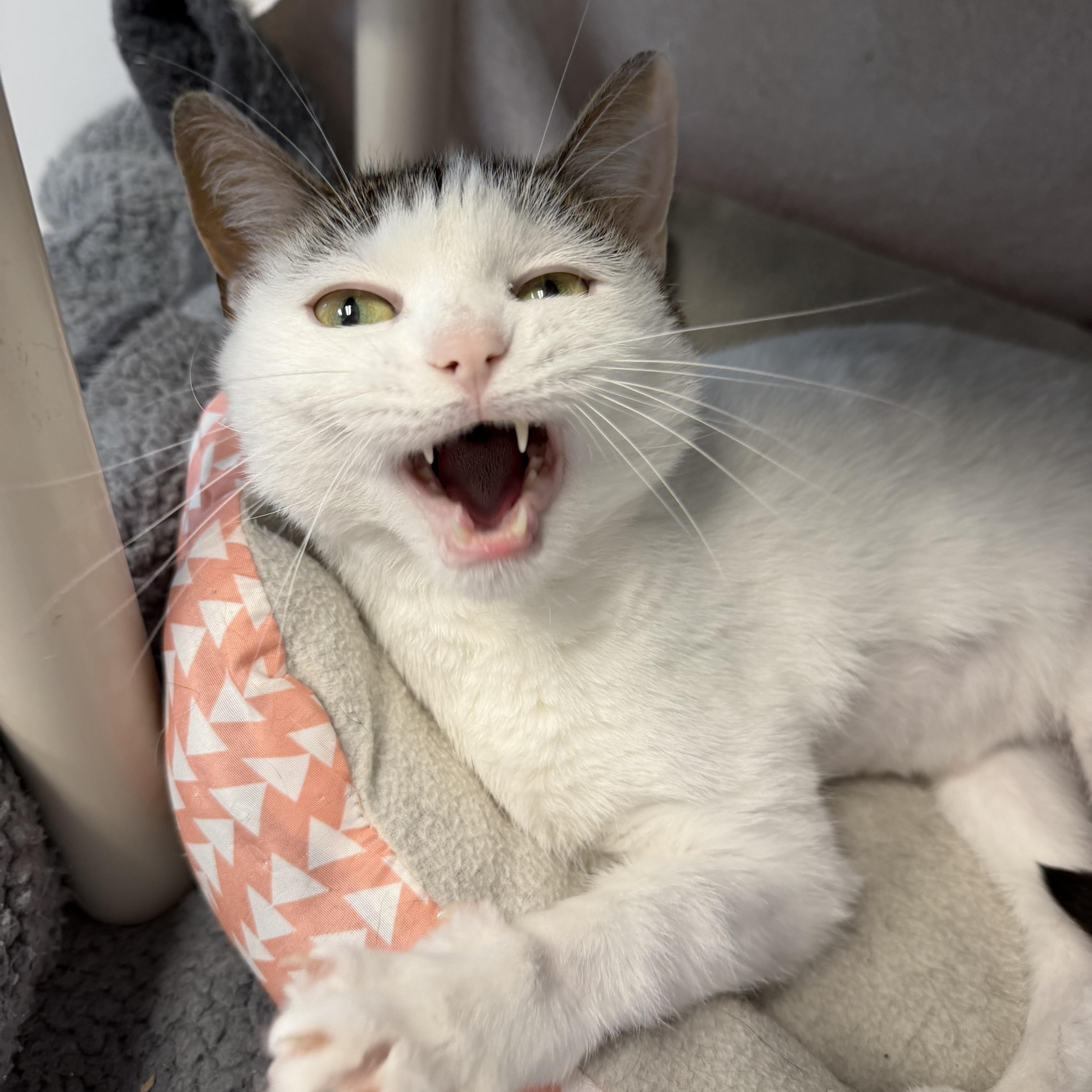 Sanibel , an adoptable Domestic Short Hair in Cooperstown, NY image 1/5