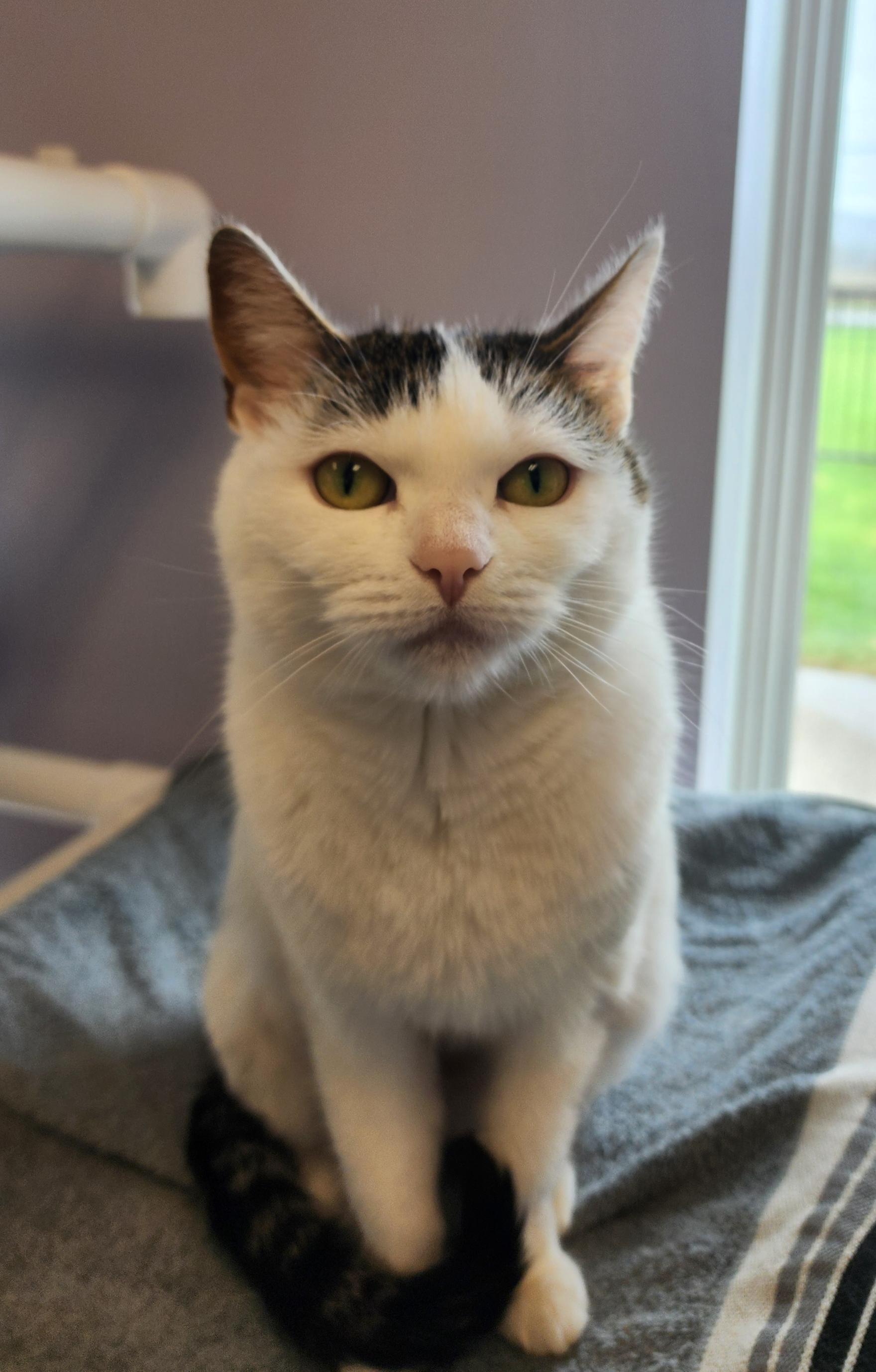 Enlarge Sanibel , a ADOPTABLE Domestic Short Hair in Cooperstown, NY image 3/5