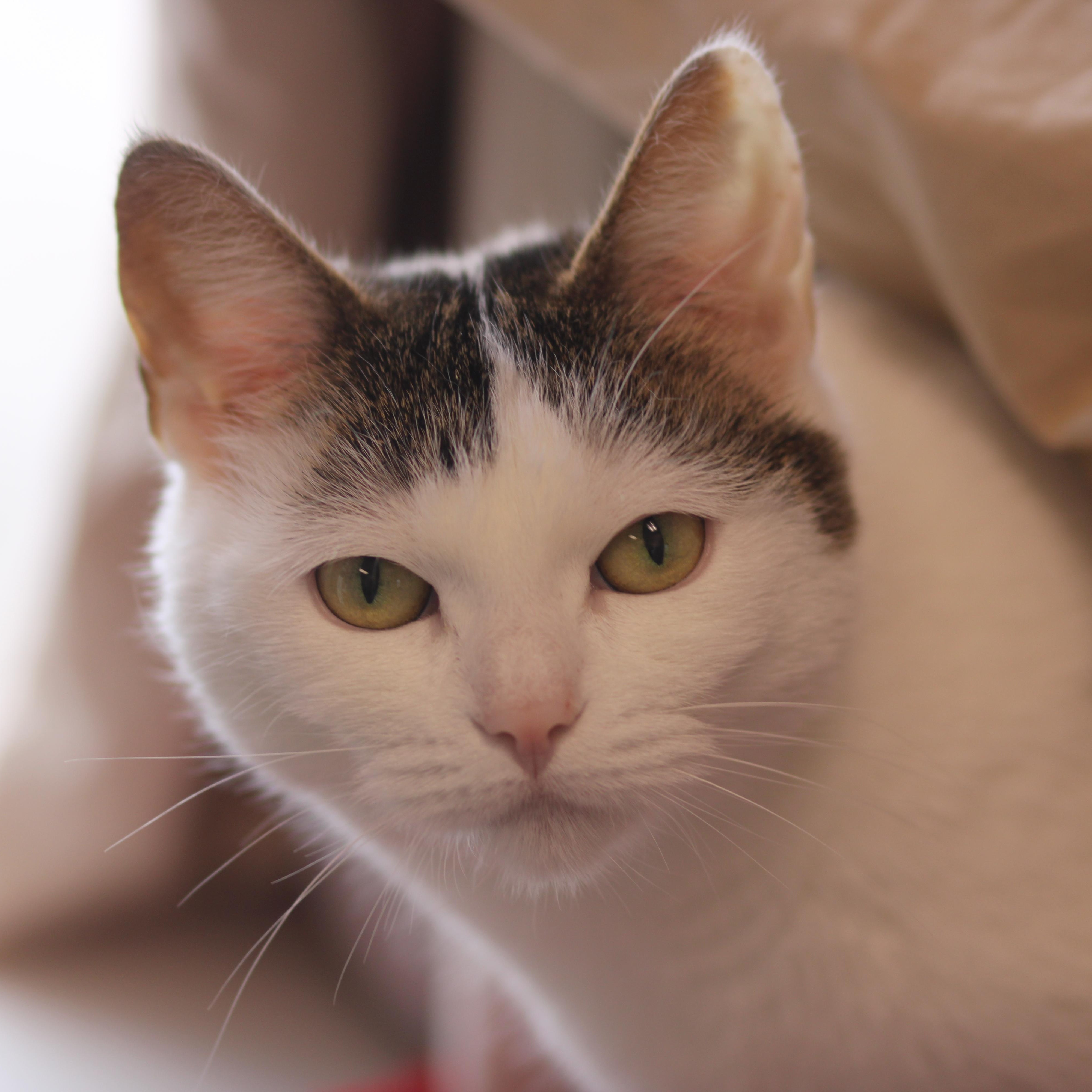 Enlarge Sanibel , a ADOPTABLE Domestic Short Hair in Cooperstown, NY image 1/5