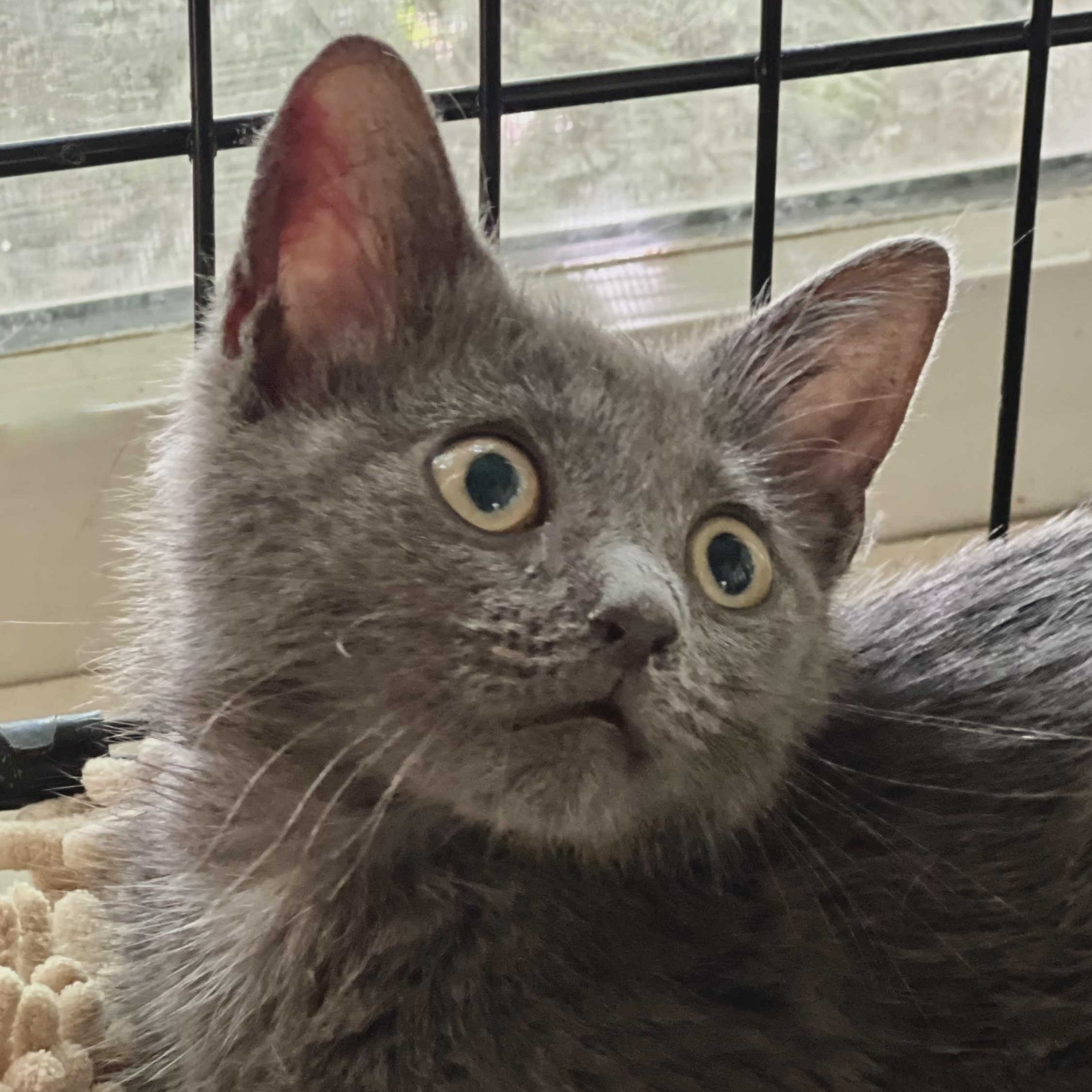 Gregory, a ADOPTABLE mixed breed in Maplewood, NJ image 1/4