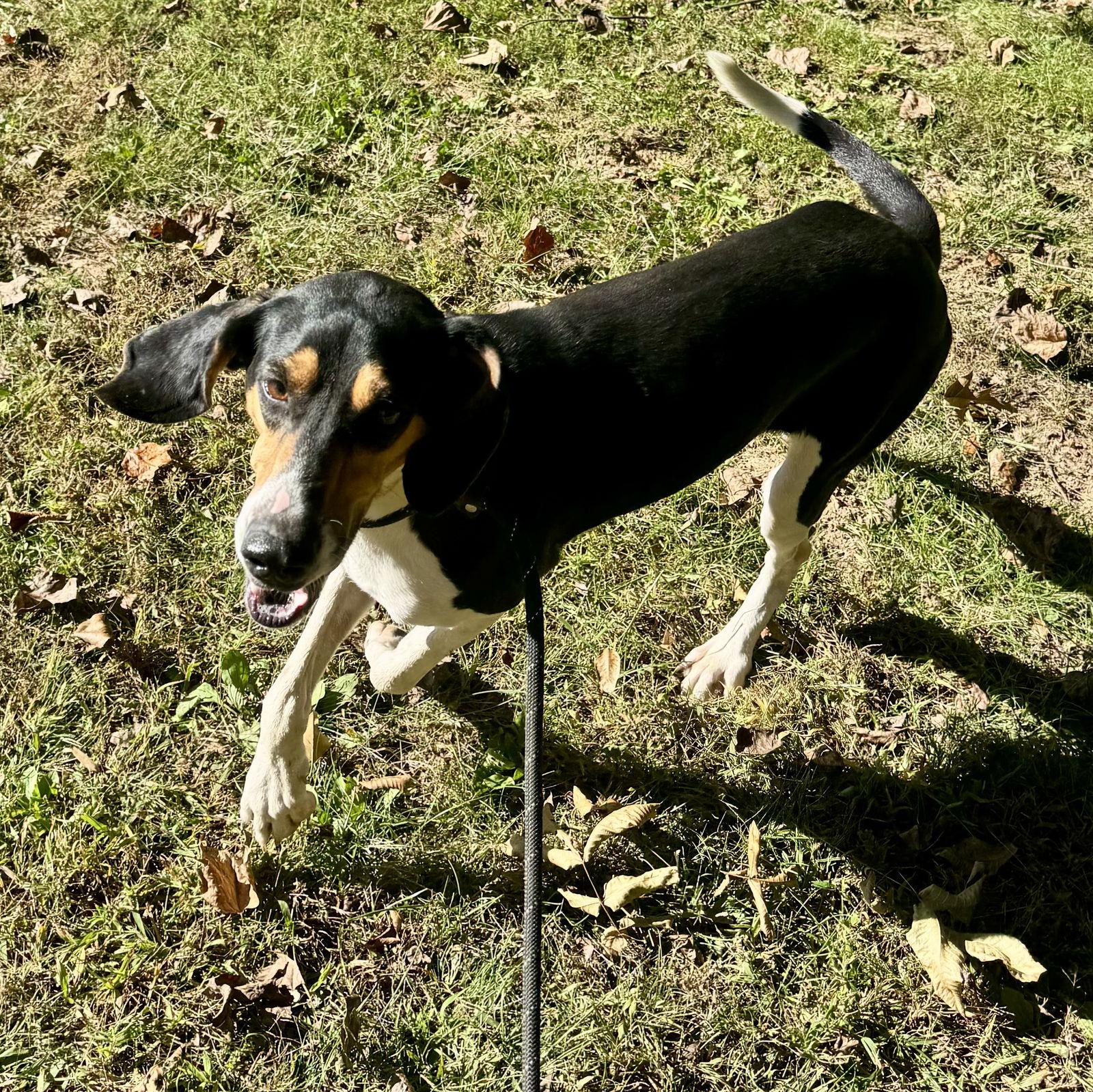 Enlarge Fern, a Adoptable Coonhound in Sparta, TN image 1/2