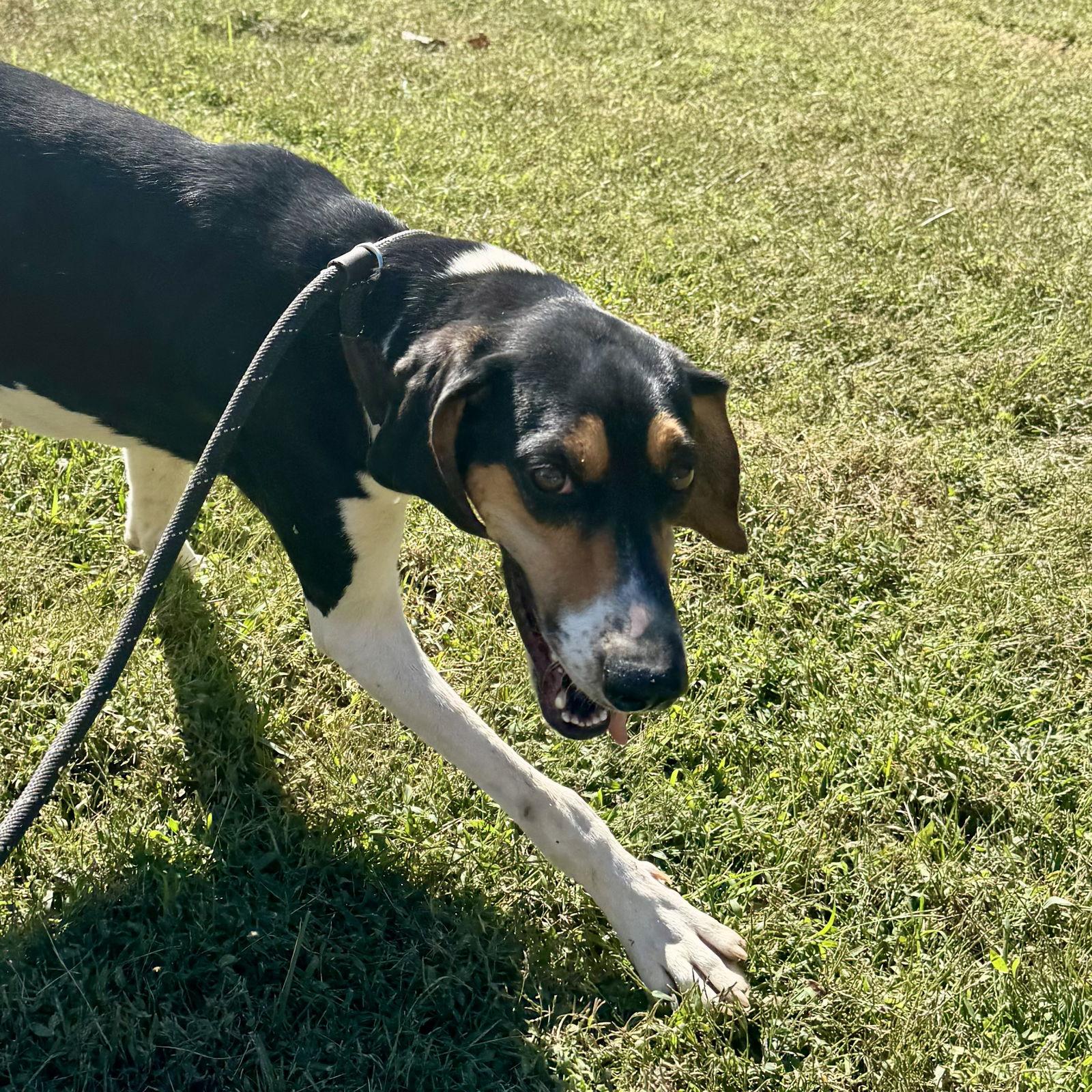 Enlarge Fern, a Adoptable Coonhound in Sparta, TN image 2/2