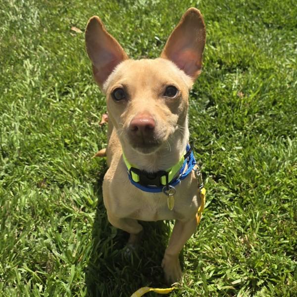 Papita, Adoptable, Adult Female Chihuahua.