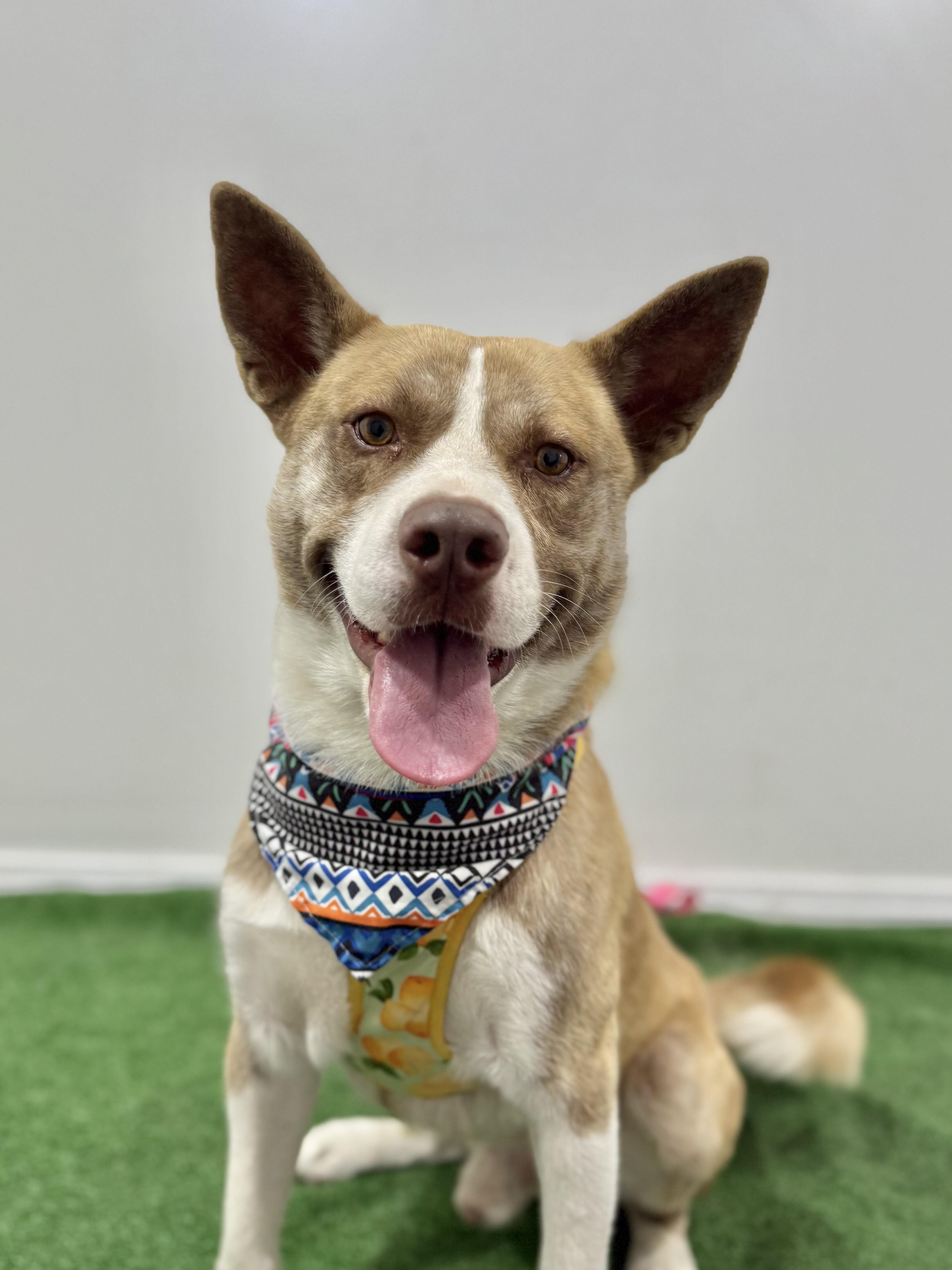 Enlarge Legend, a Adoptable mixed breed in Sacramento, CA image 1/1