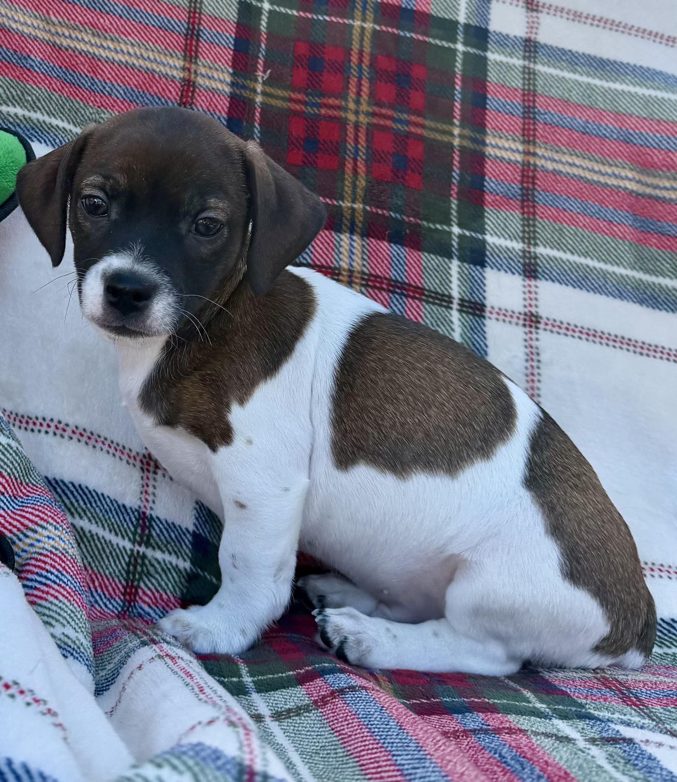 Enlarge Prospero, a Adoptable mixed breed in Lawrenceville, GA image 1/1