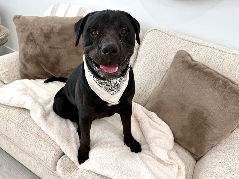 Bear Your Main Man, Adoptable, Adult Male Mastiff.